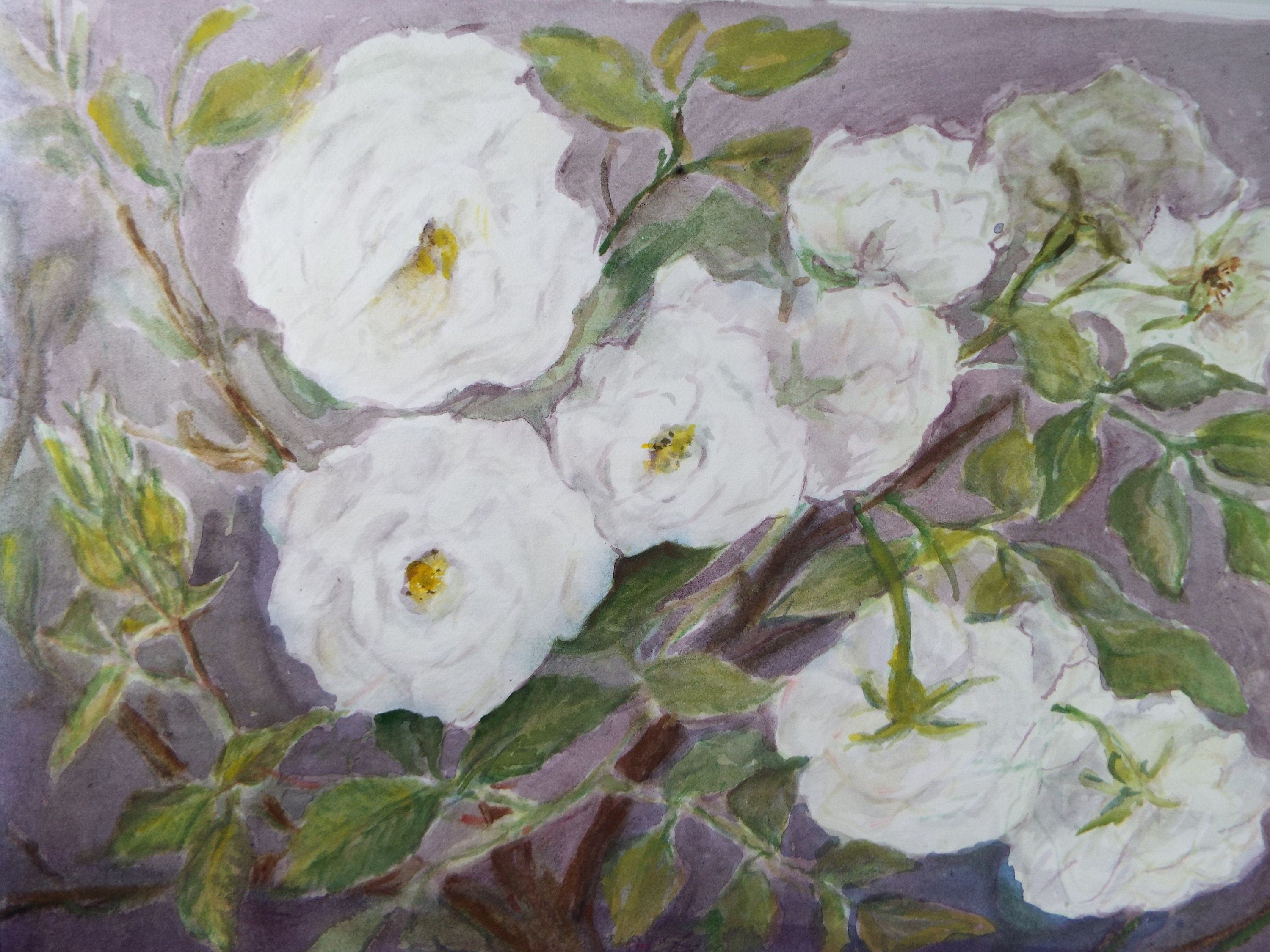 Original Watercolour & Gouache, 'Study of White Roses' 1950's, Artist Unknown