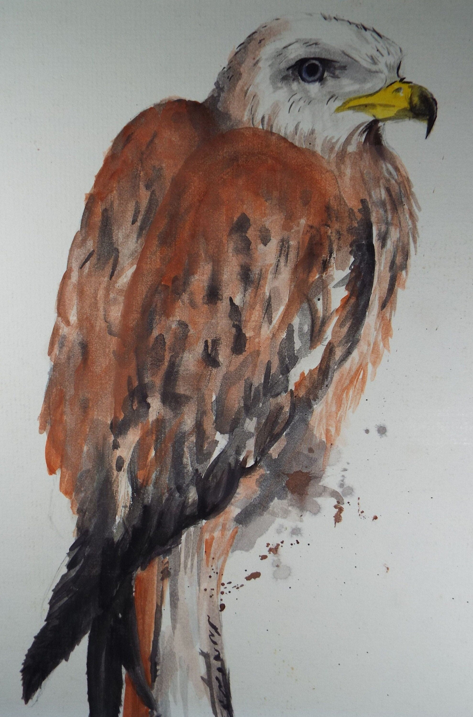 Original watercolour, 'Eagle Study', Circa 1980's, Artist Unknown