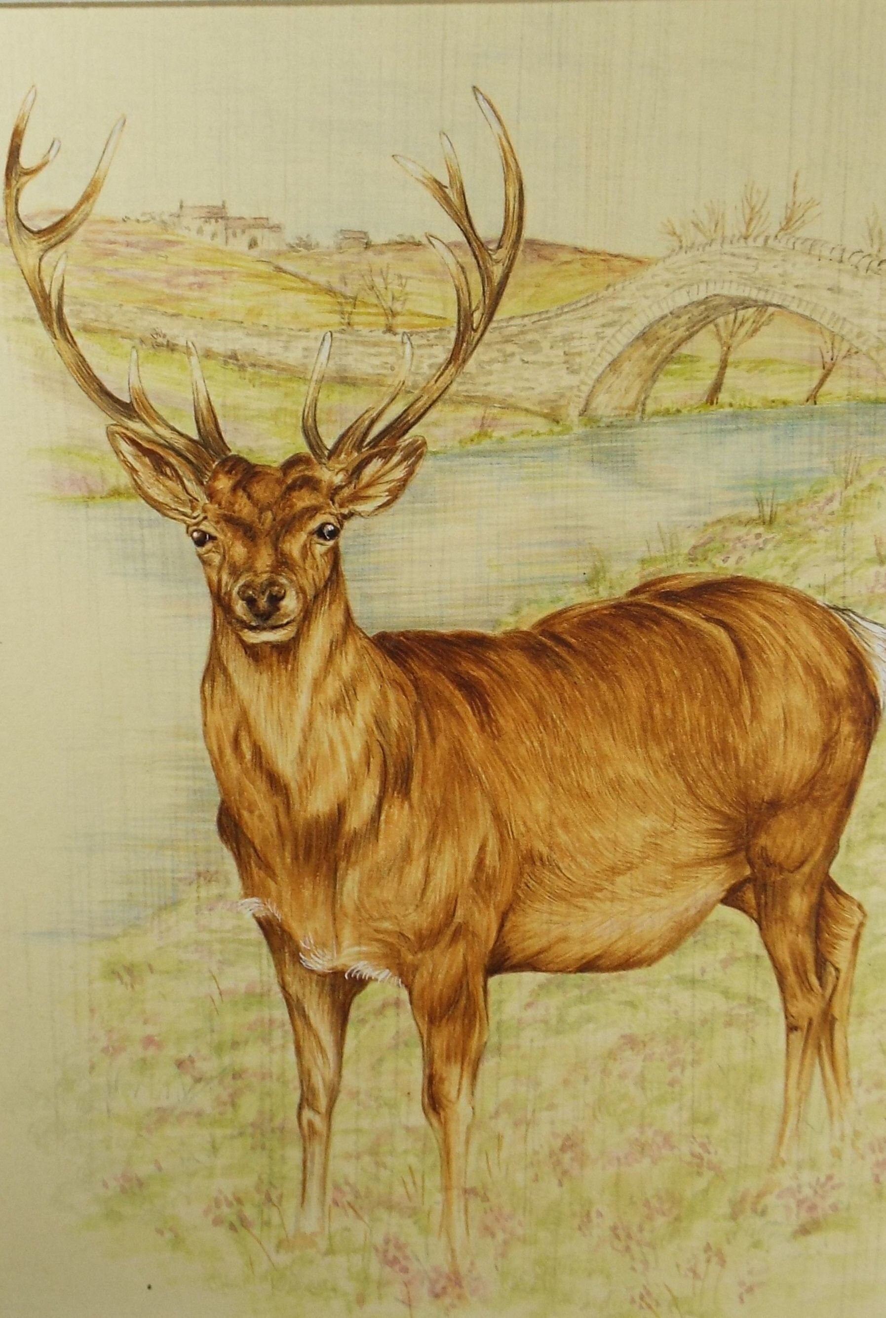 Original watercolour, 'Study of a Stag', Circa 1980's, Artist Unknown