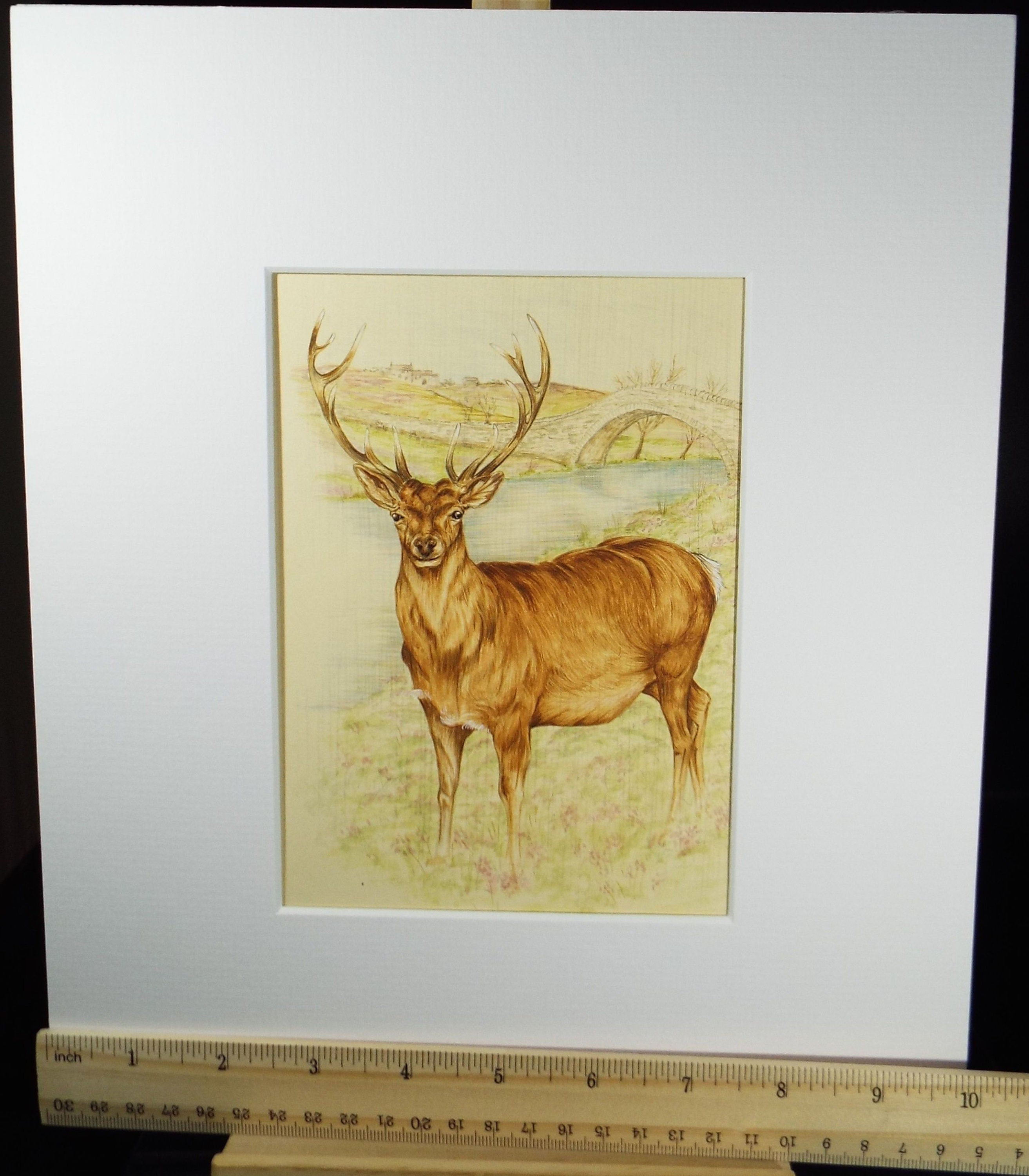 Original watercolour, 'Study of a Stag', Circa 1980's, Artist Unknown