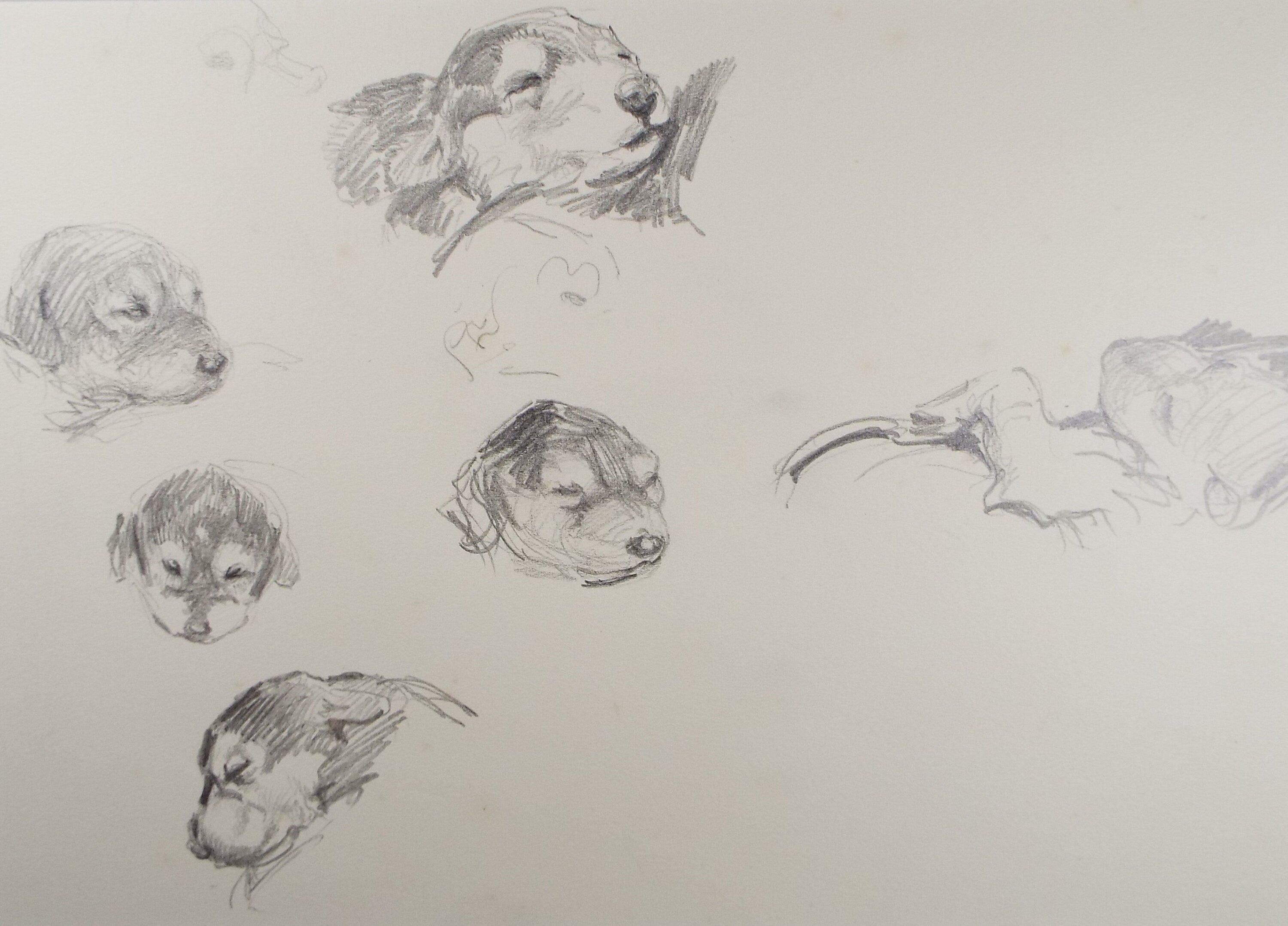 Original Pencil Sketch, Michael Lyne (1912-1989),'Puppy Study', Mid 20th Century
