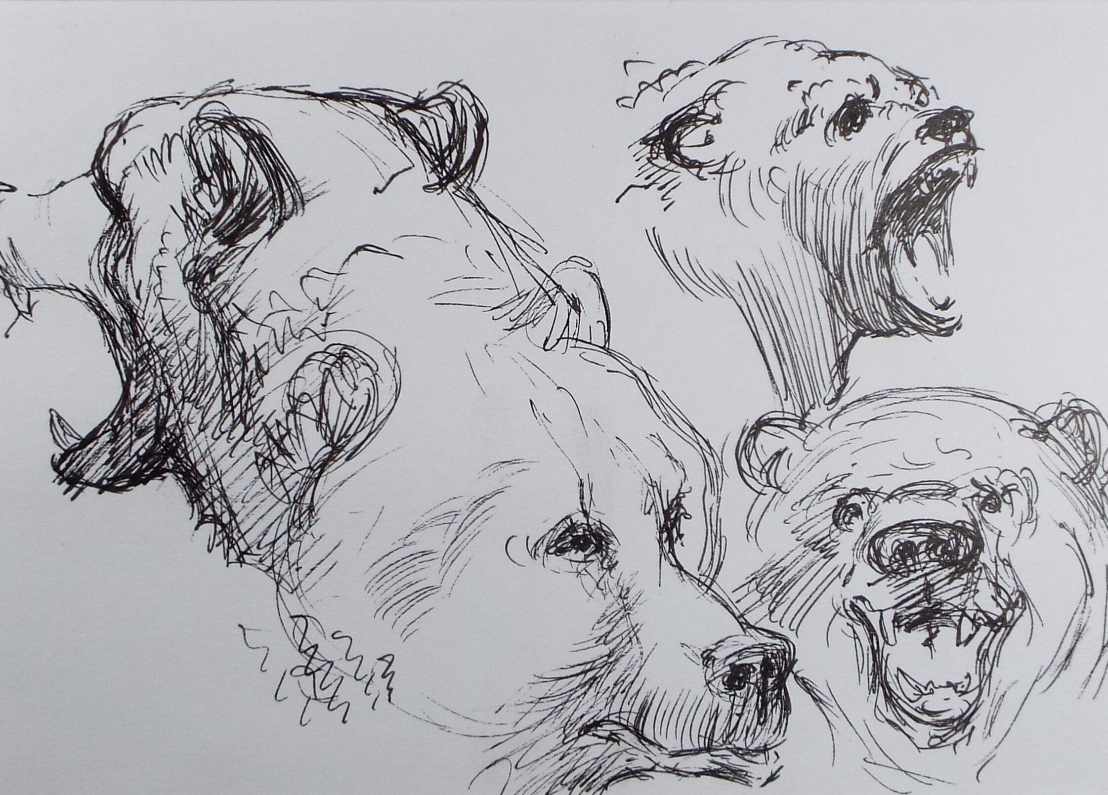 Original Pen & Ink, 'Bear Study', Circa 1990's , John Williams (20th Century British)