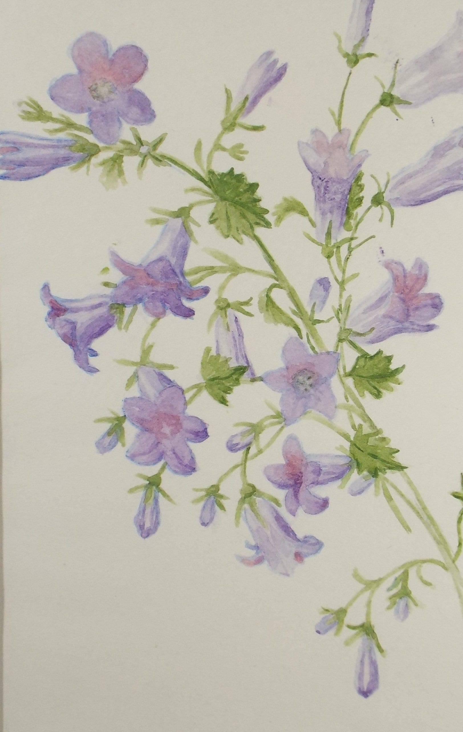 Original Watercolour, 'Purple Lady Bells', circa 1875, Artist Unknown