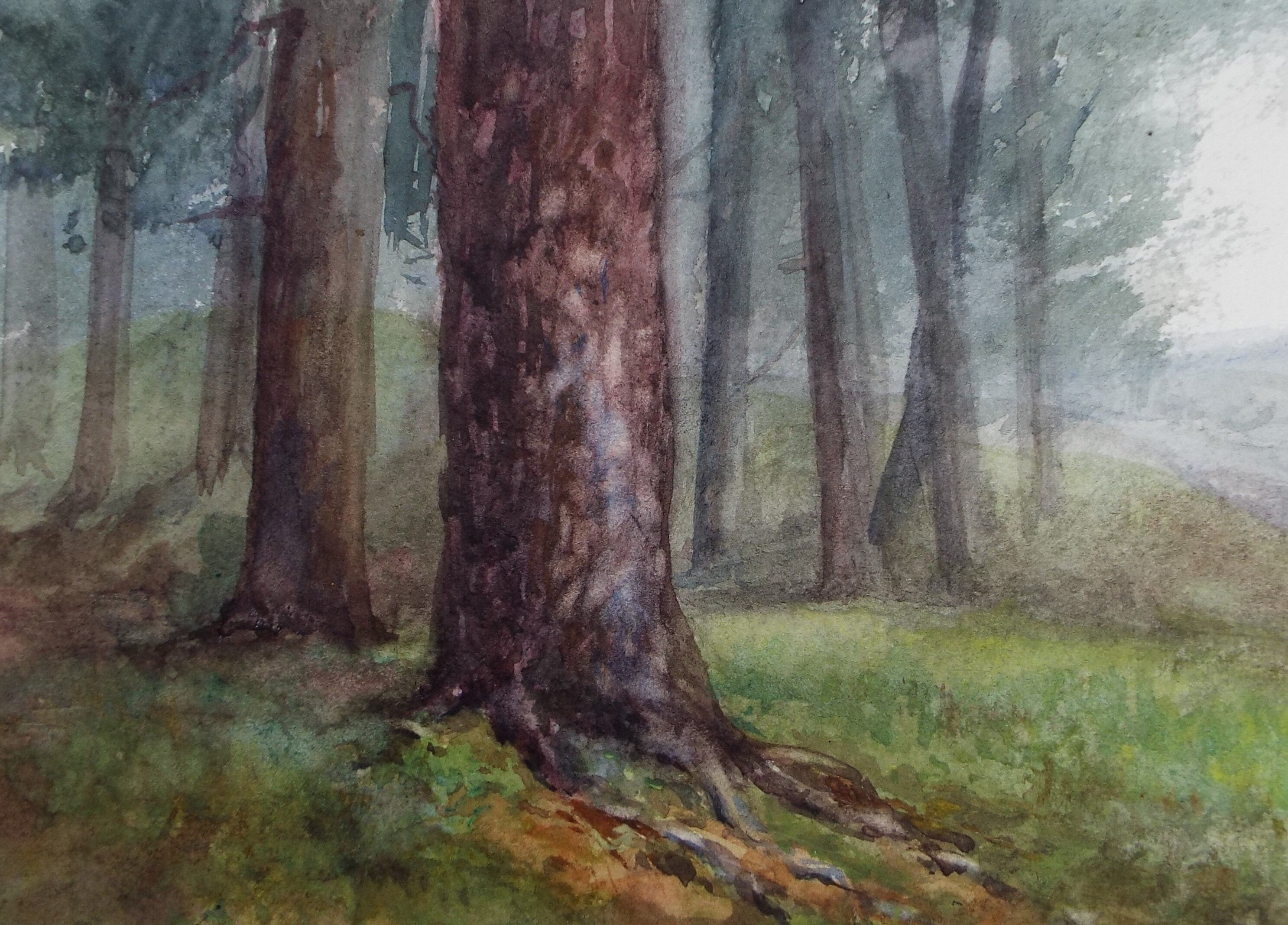 Original Watercolour Sketch , 'Woodland Study', c1910, Unknown Artist