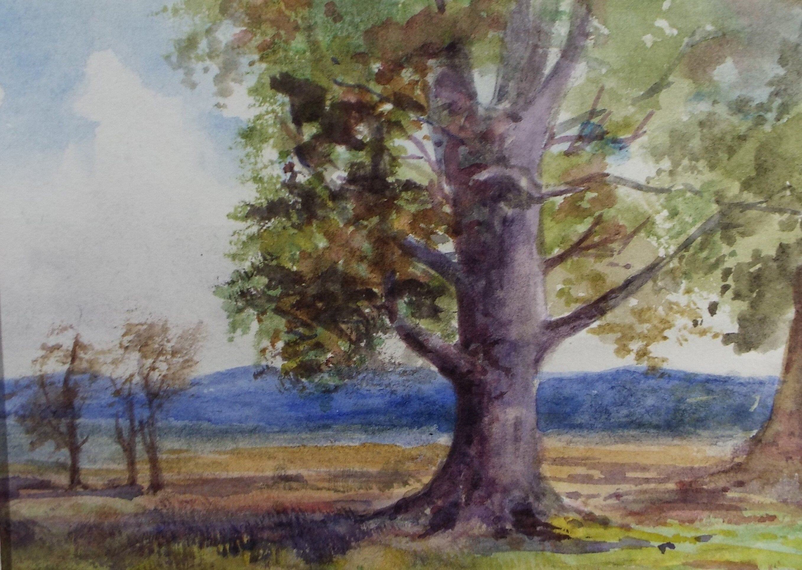 Original Watercolour Sketch, 'Beach Tree in a Landscape', c1910, Unknown Artist