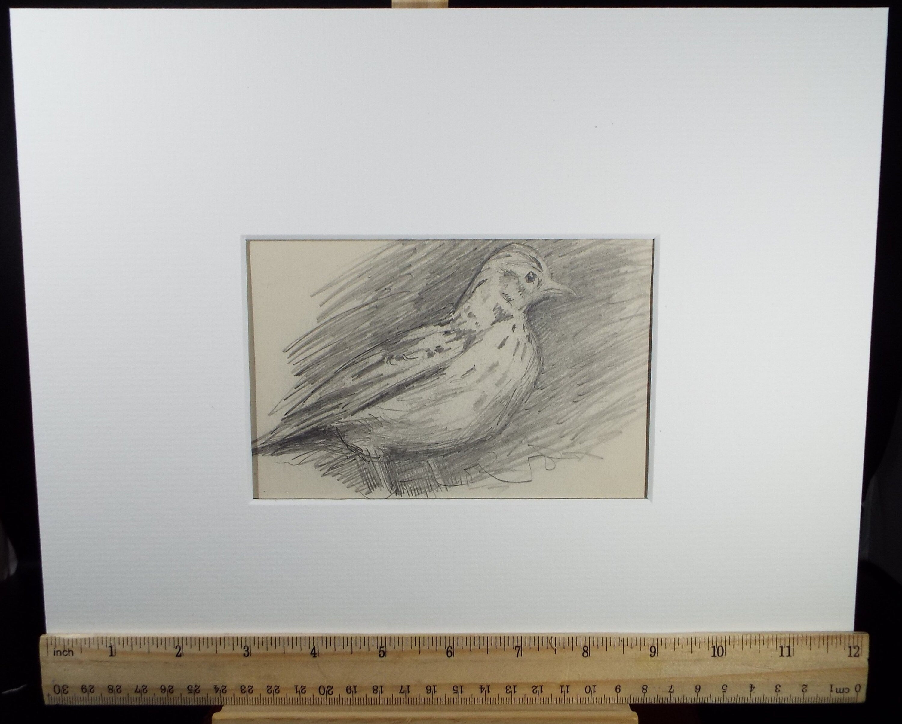 Original Pencil Sketch,'Study of Song Thrush', Leonard Leslie Brooke (1862 - 1940), Late 19th Century