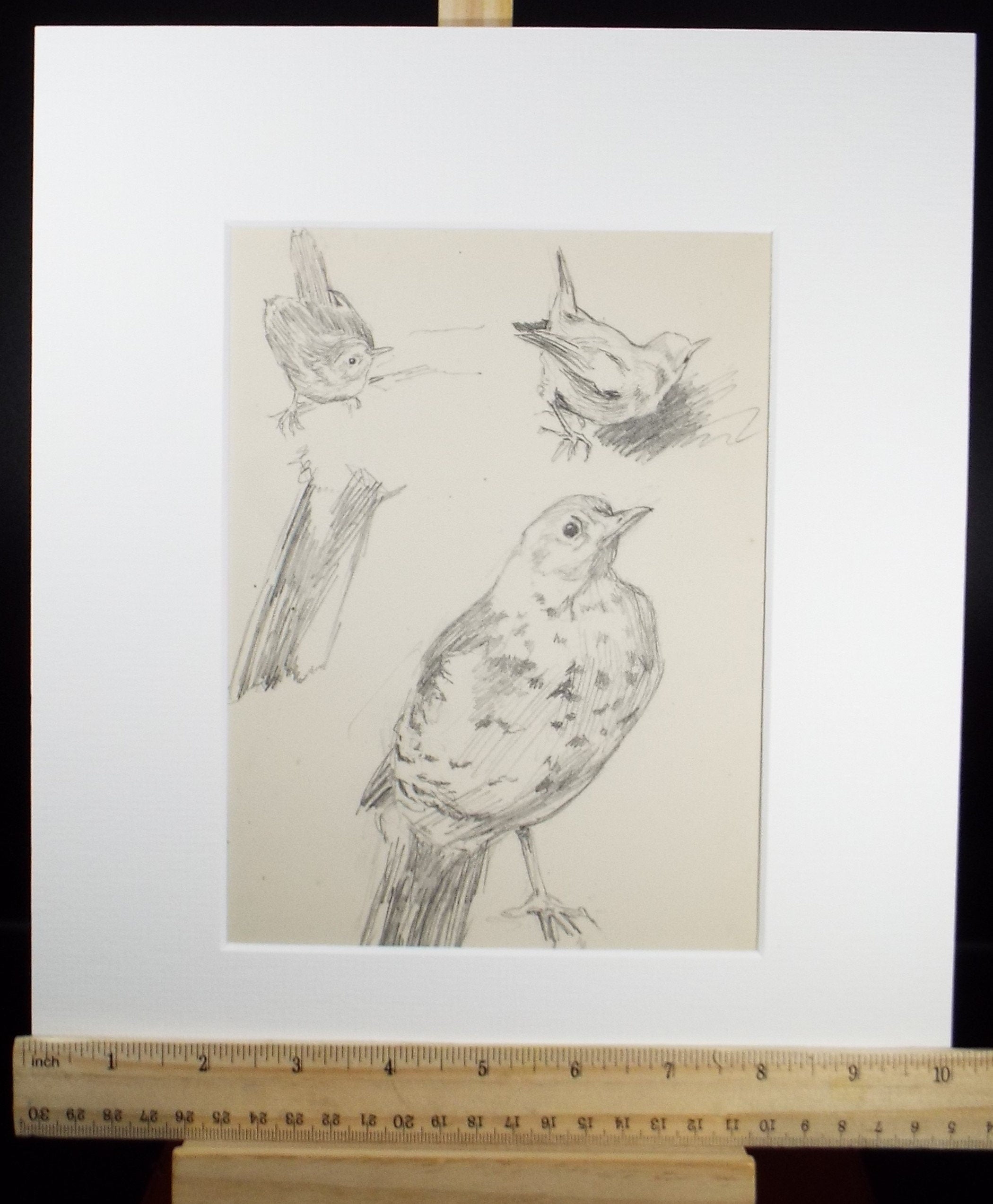 Original Pencil Sketch,'Wren & Songthrush Study', Leonard Leslie Brooke (1862 - 1940), Late 19th Century
