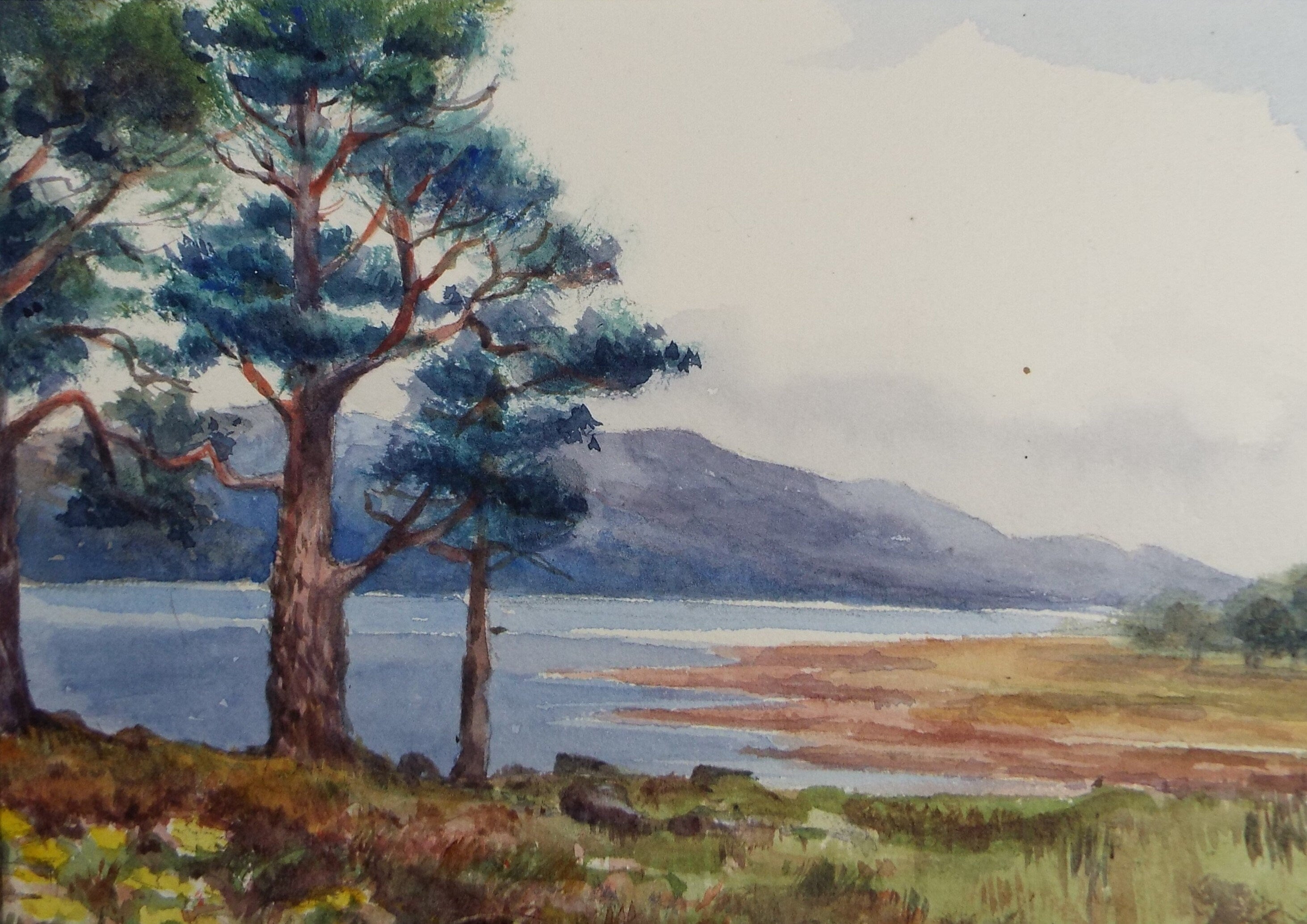 Original Watercolour Sketch, 'Lochside with Pine Trees', c1910, Unknown Artist