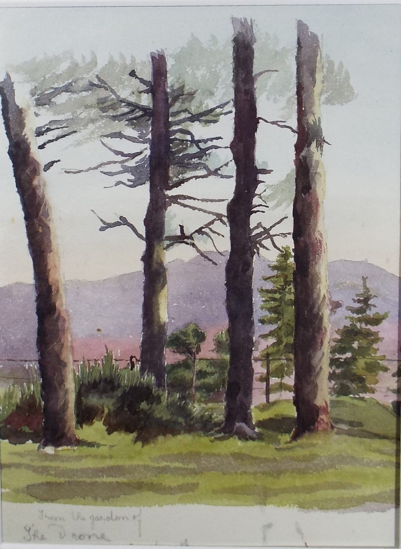 Original Watercolour Sketch, 'Tree Study', c1880, Unknown Artist