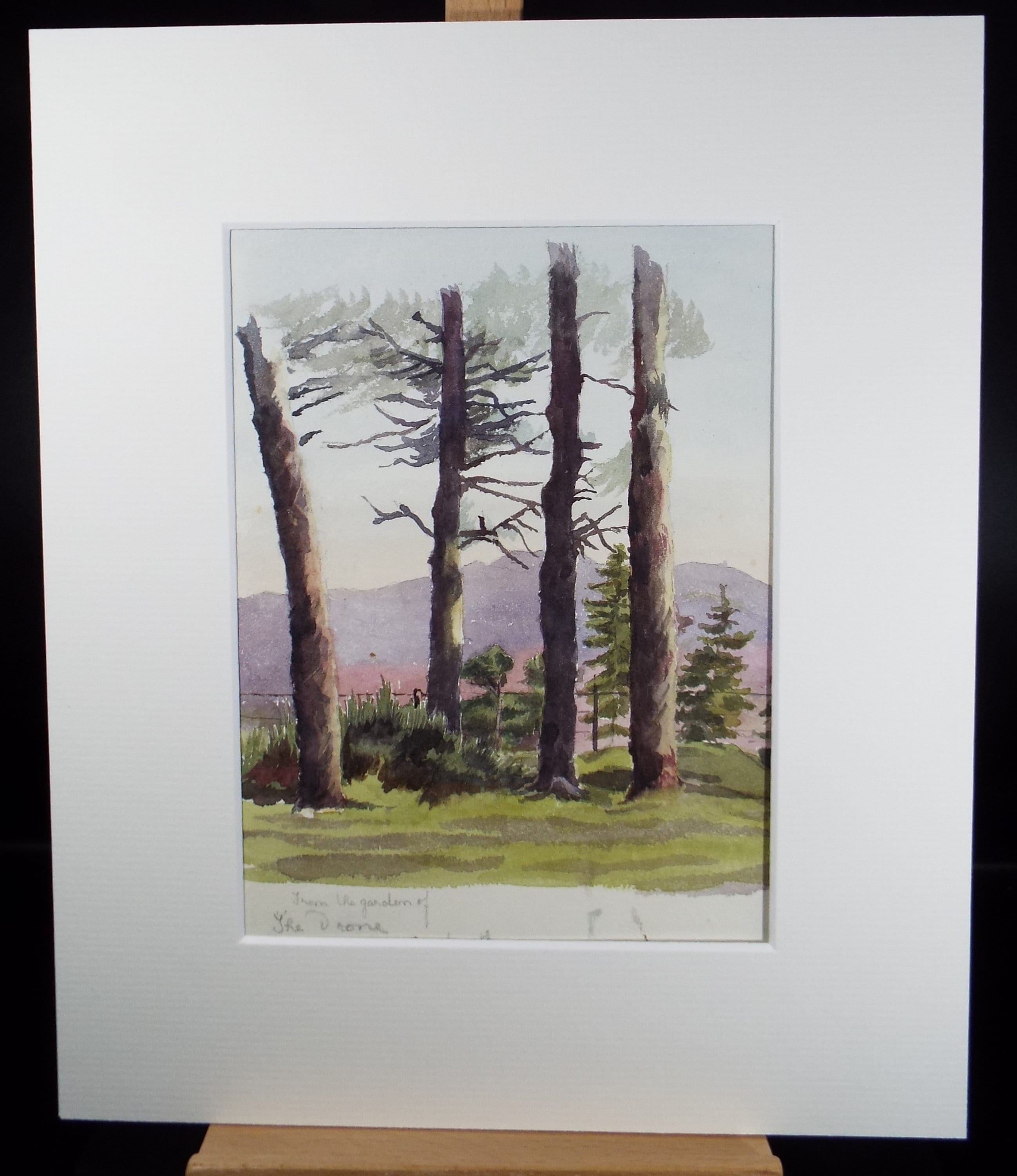 Original Watercolour Sketch, 'Tree Study', c1880, Unknown Artist