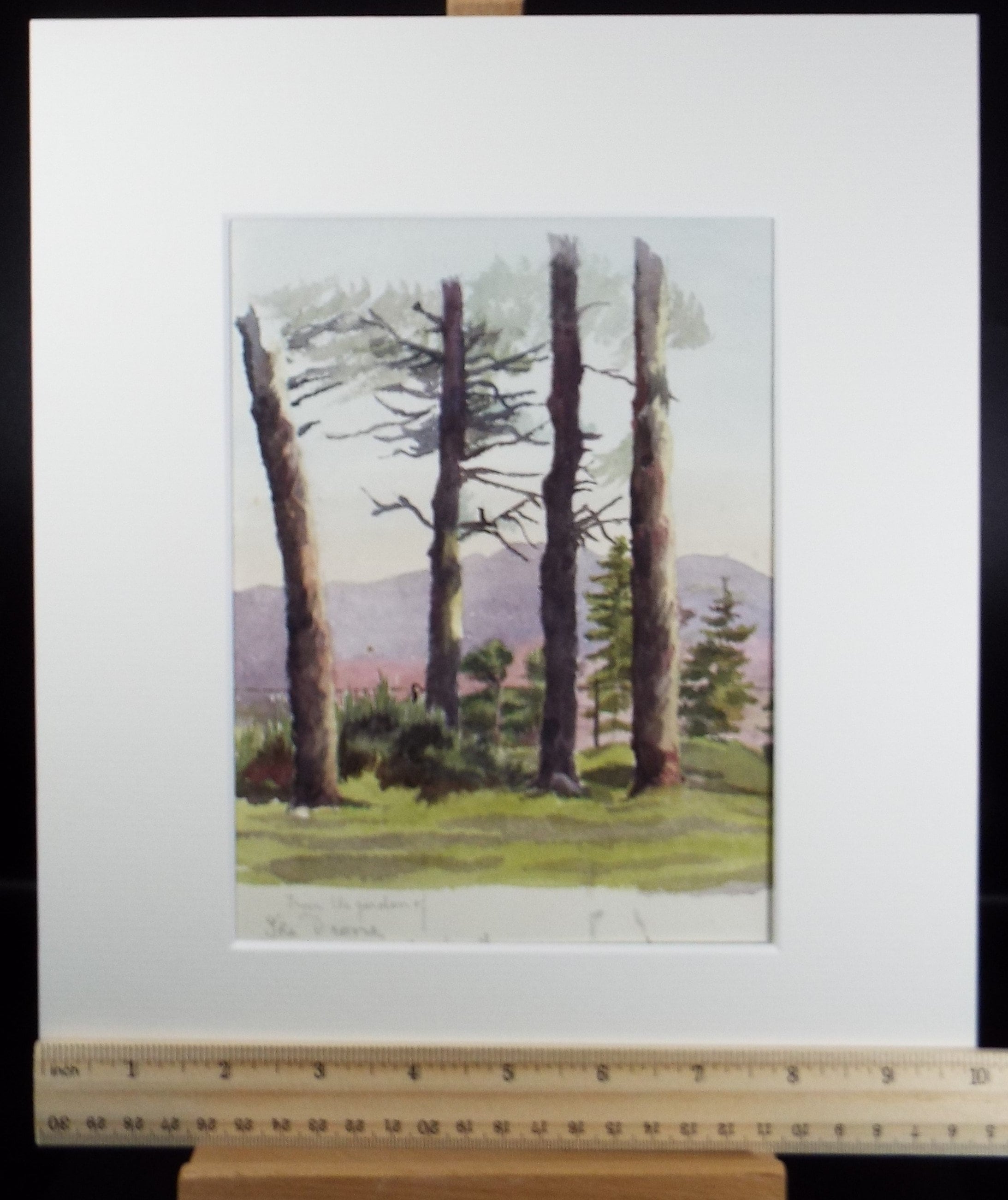 Original Watercolour Sketch, 'Tree Study', c1880, Unknown Artist