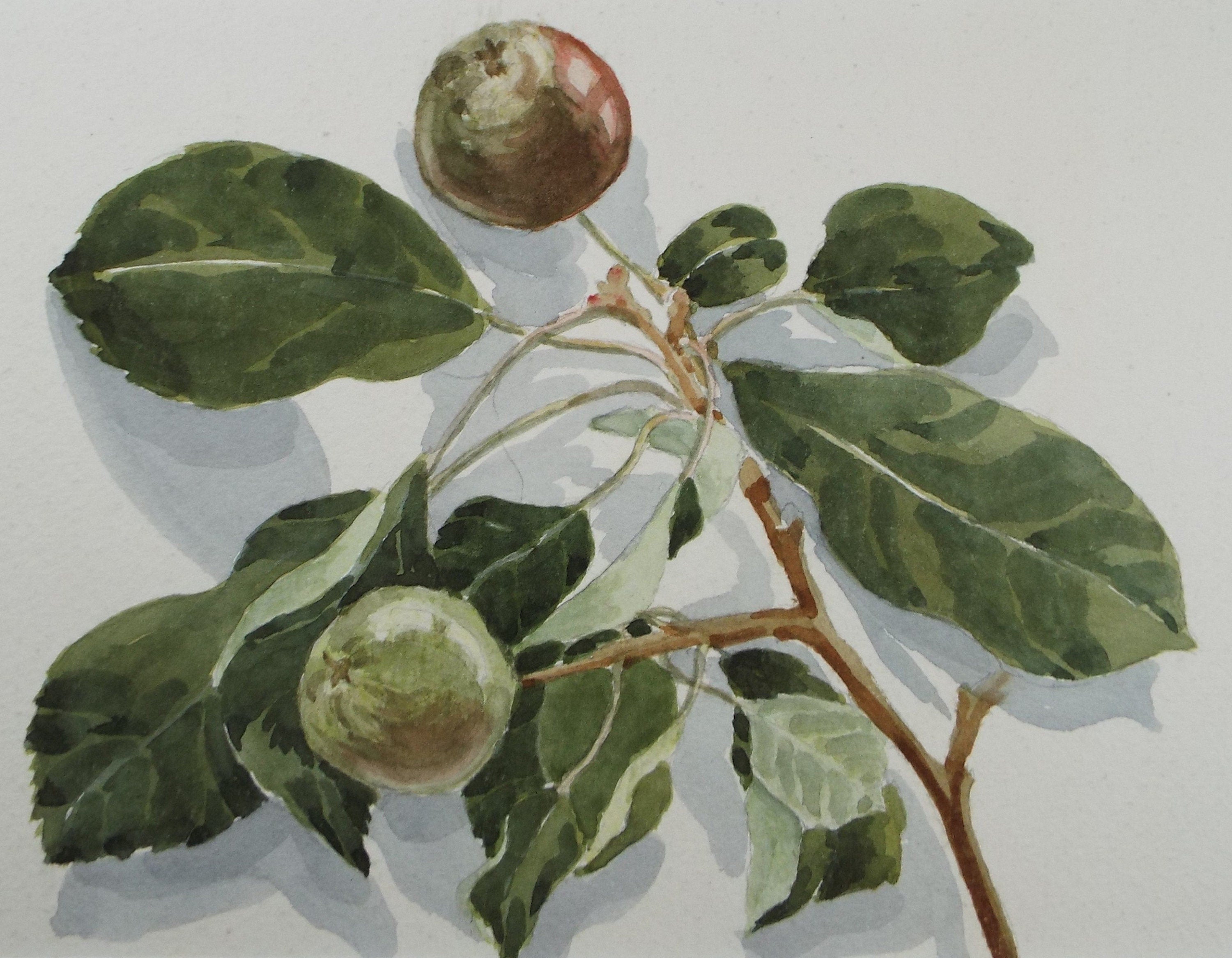 Original watercolour 'A Study of Figs', George Godfrey, Circa 1960's