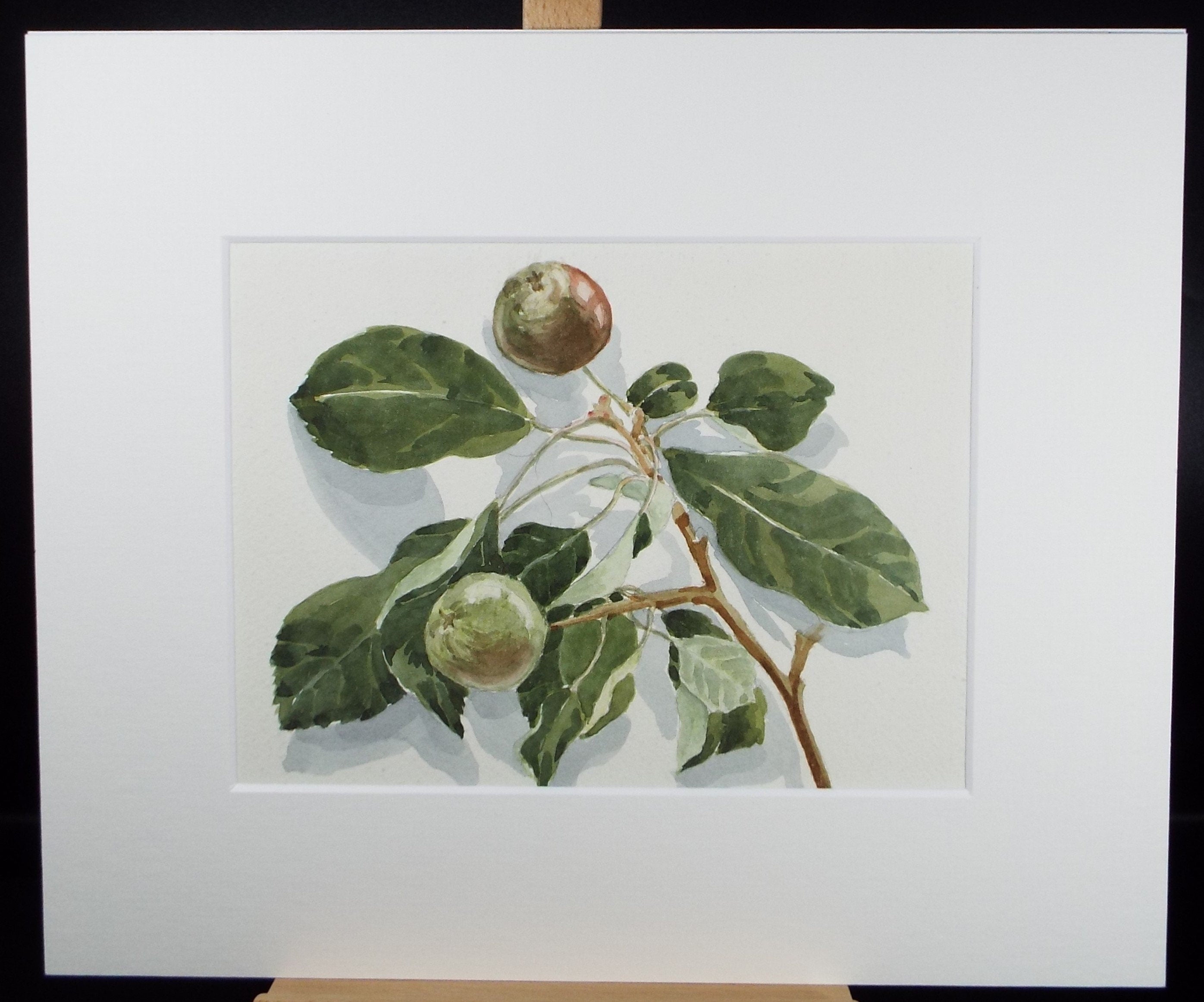 Original watercolour 'A Study of Figs', George Godfrey, Circa 1960's