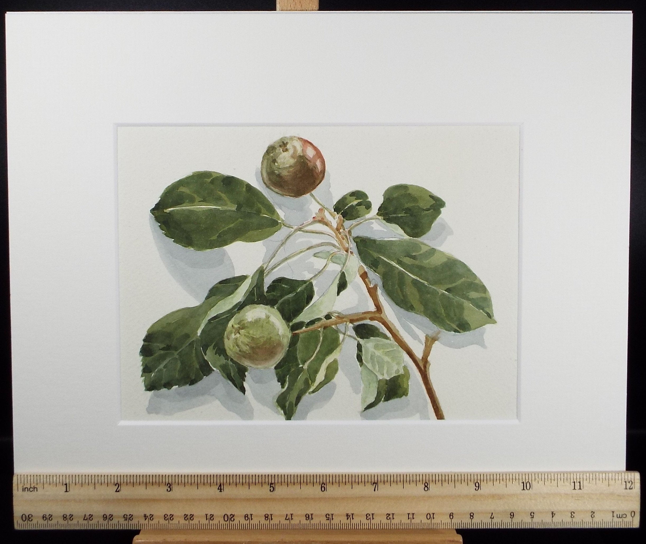 Original watercolour 'A Study of Figs', George Godfrey, Circa 1960's