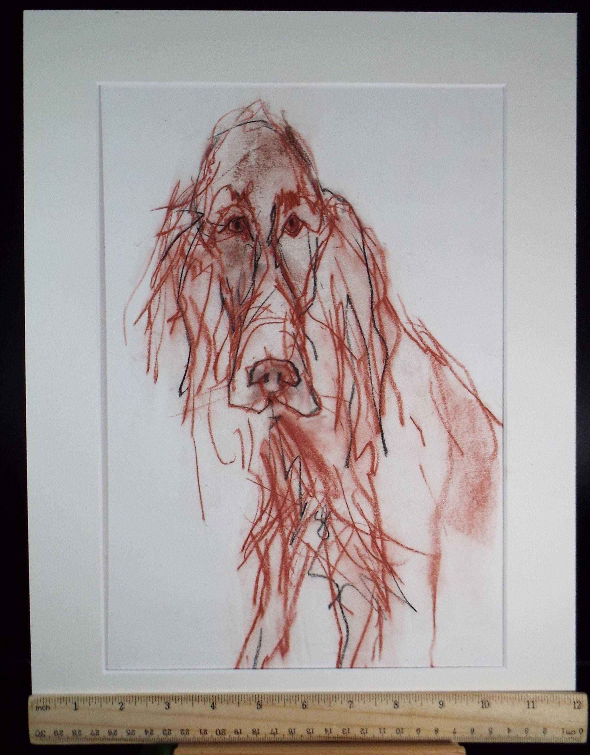 Barbara Karn (b1949) Original Charcoal/Conte Drawing ,'Red Setter', Circa 2000