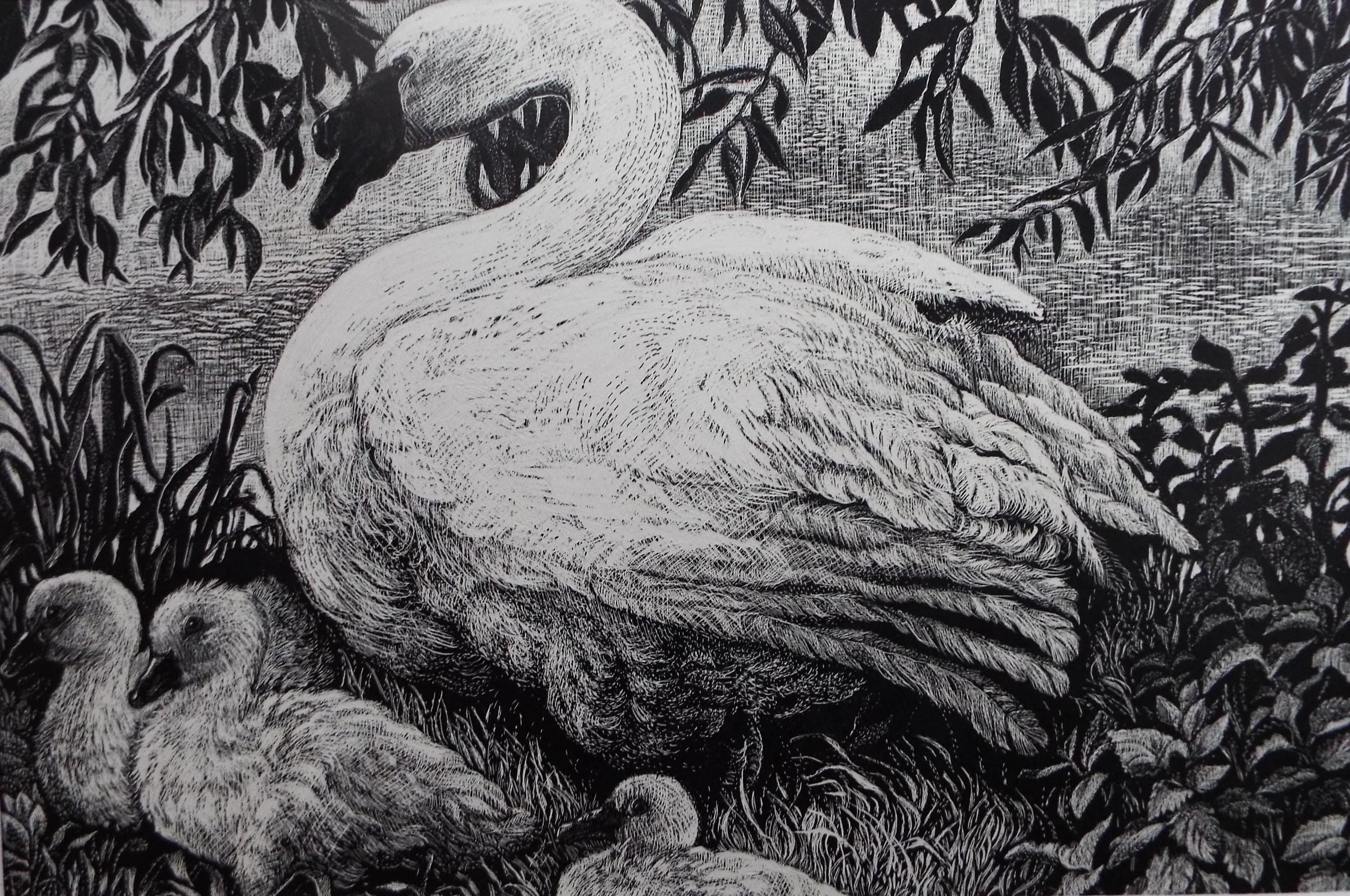 Original Scraperboard drawing, 'Mute Swan with Signets', Lorraine Abraham RSMA (1941-2023), Circa 1990's