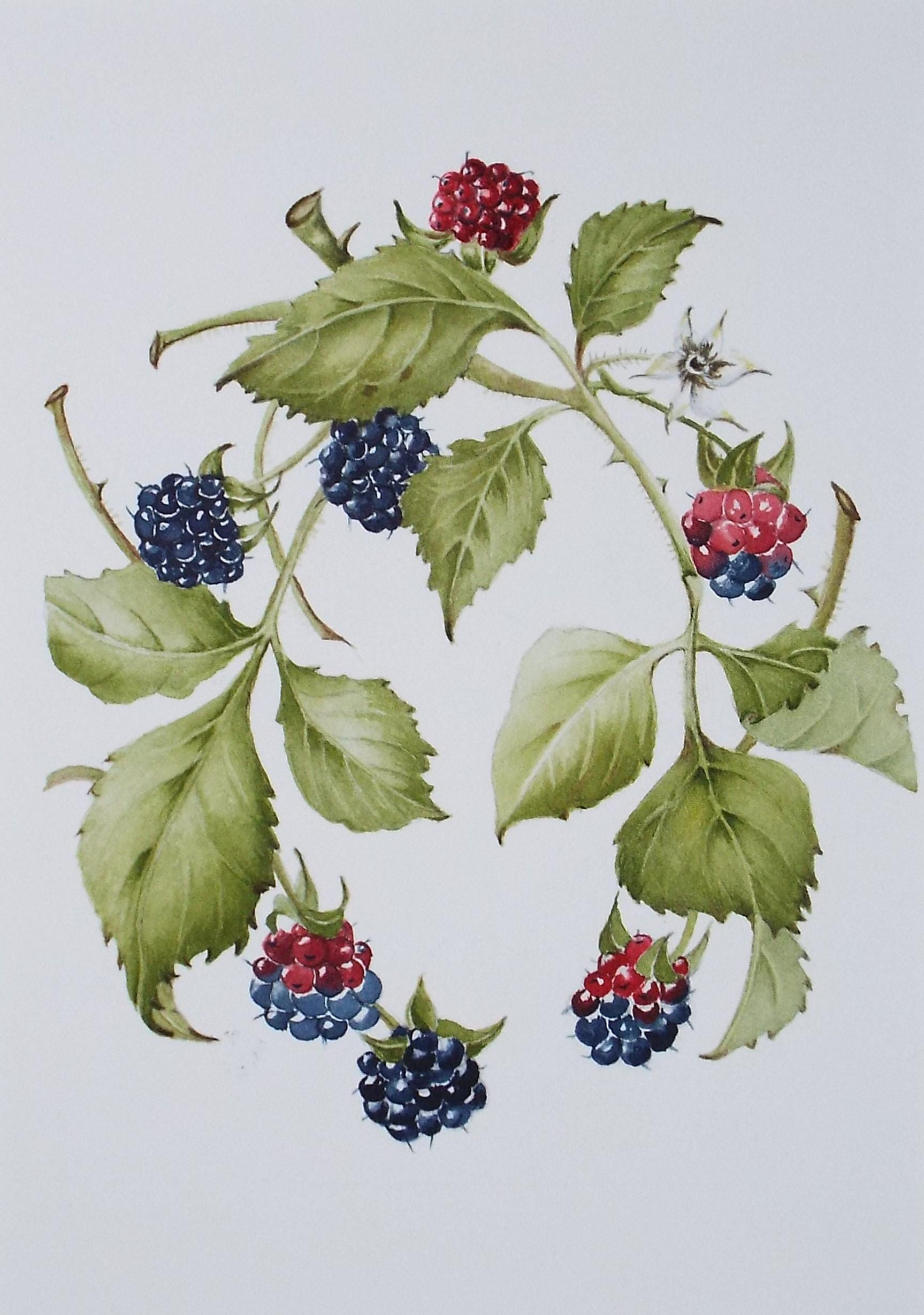 Original Watercolour, 'Blackberries', Circa 1990's, Diane Bowley (20th Century, British)