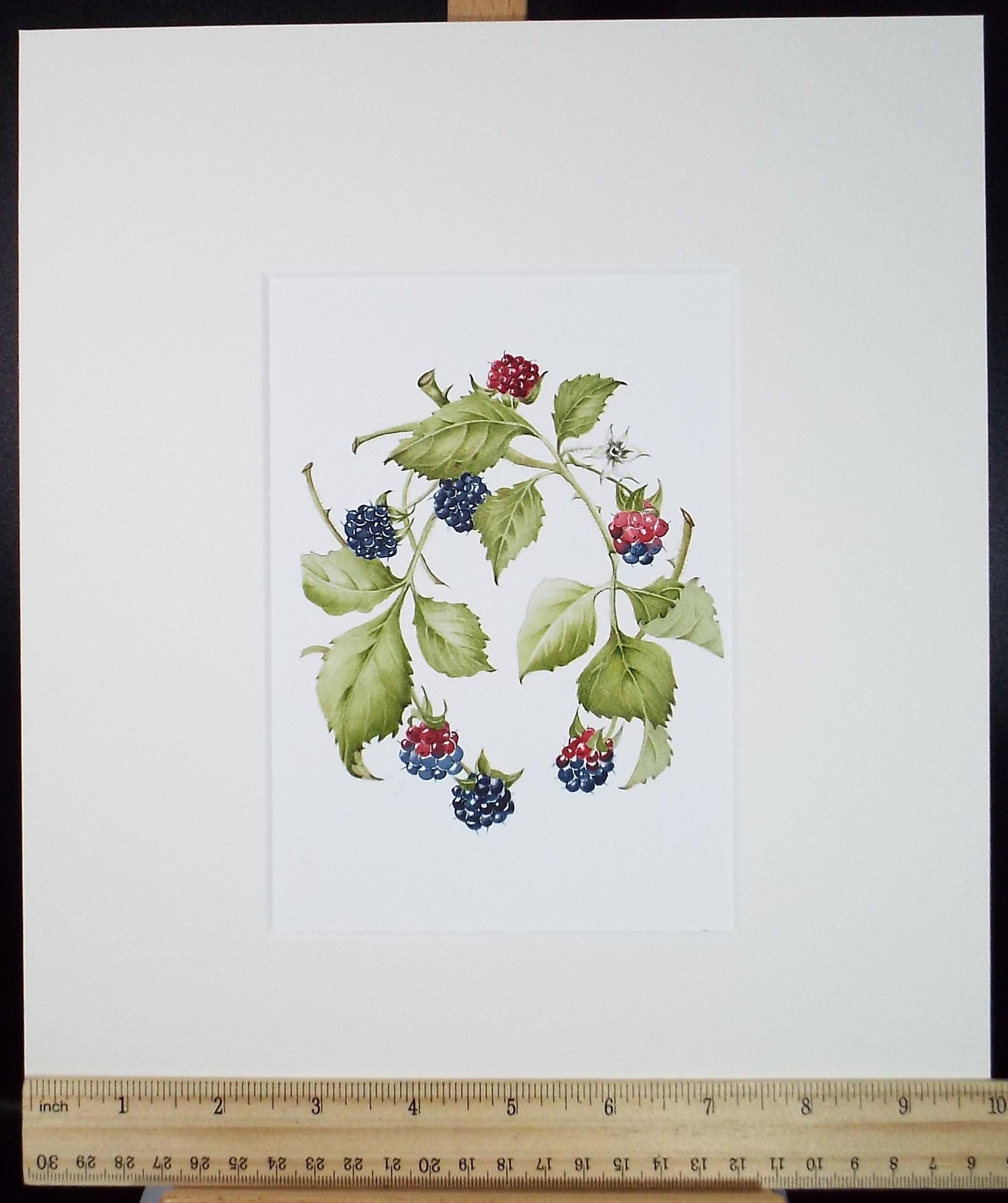 Original Watercolour, 'Blackberries', Circa 1990's, Diane Bowley (20th Century, British)
