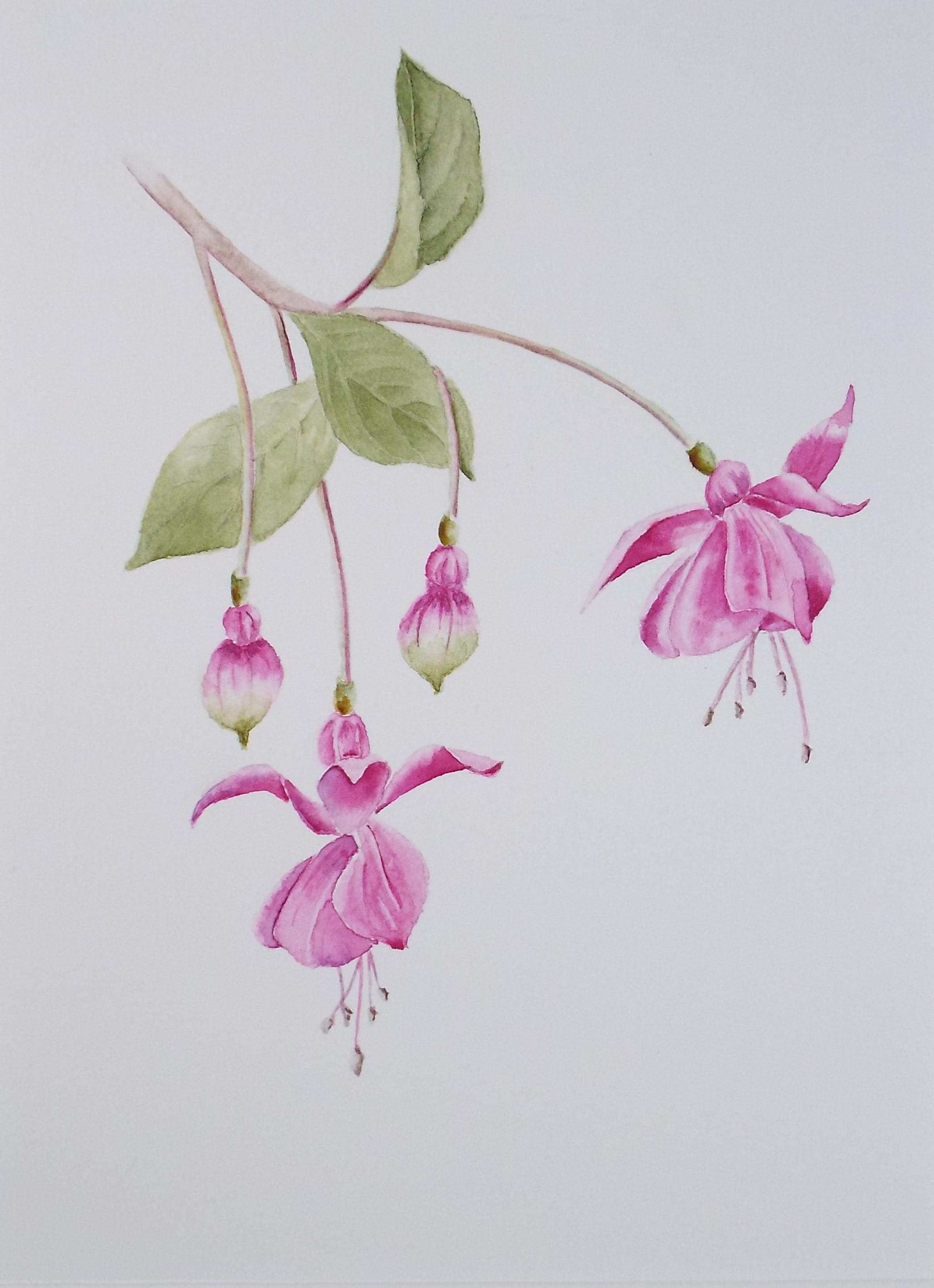 Original Watercolour, 'Fushsia', Circa 1990's, Diane Bowley (20th Century, British)