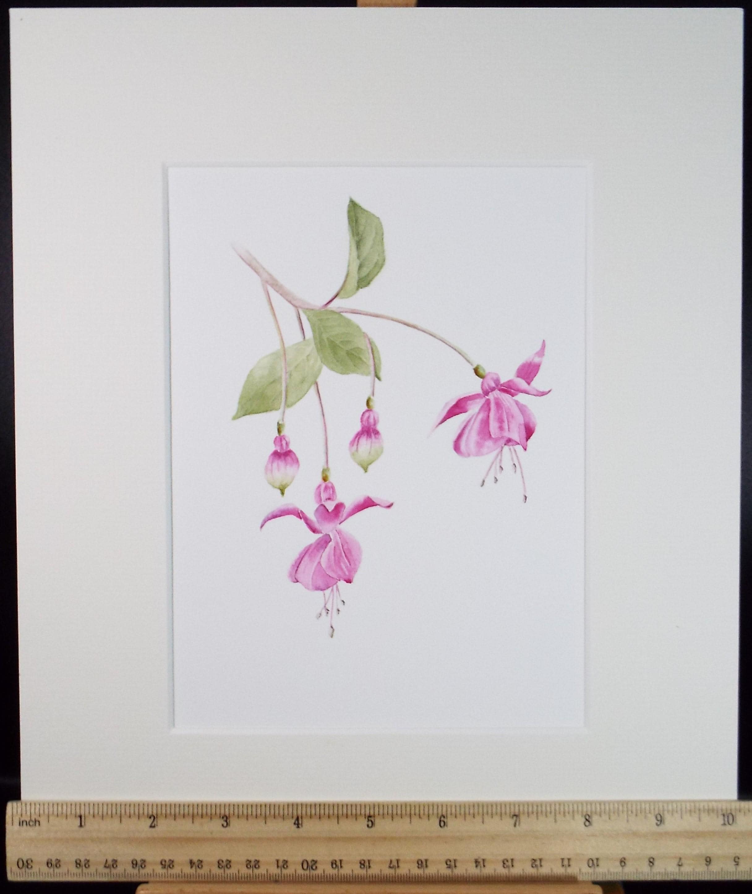 Original Watercolour, 'Fushsia', Circa 1990's, Diane Bowley (20th Century, British)