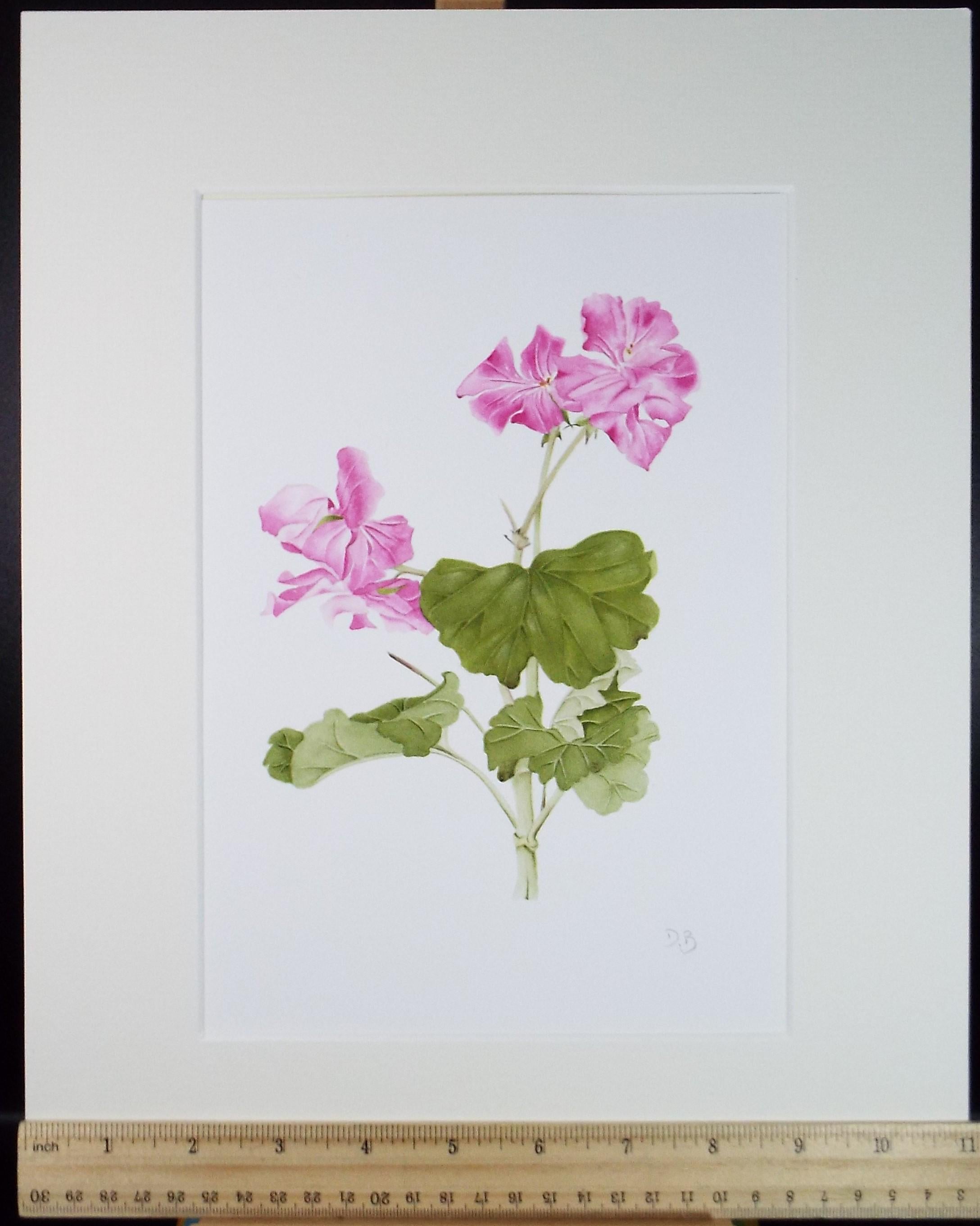 Original Watercolour, 'Geranium', Circa 1990's, Diane Bowley (20th Century, British)