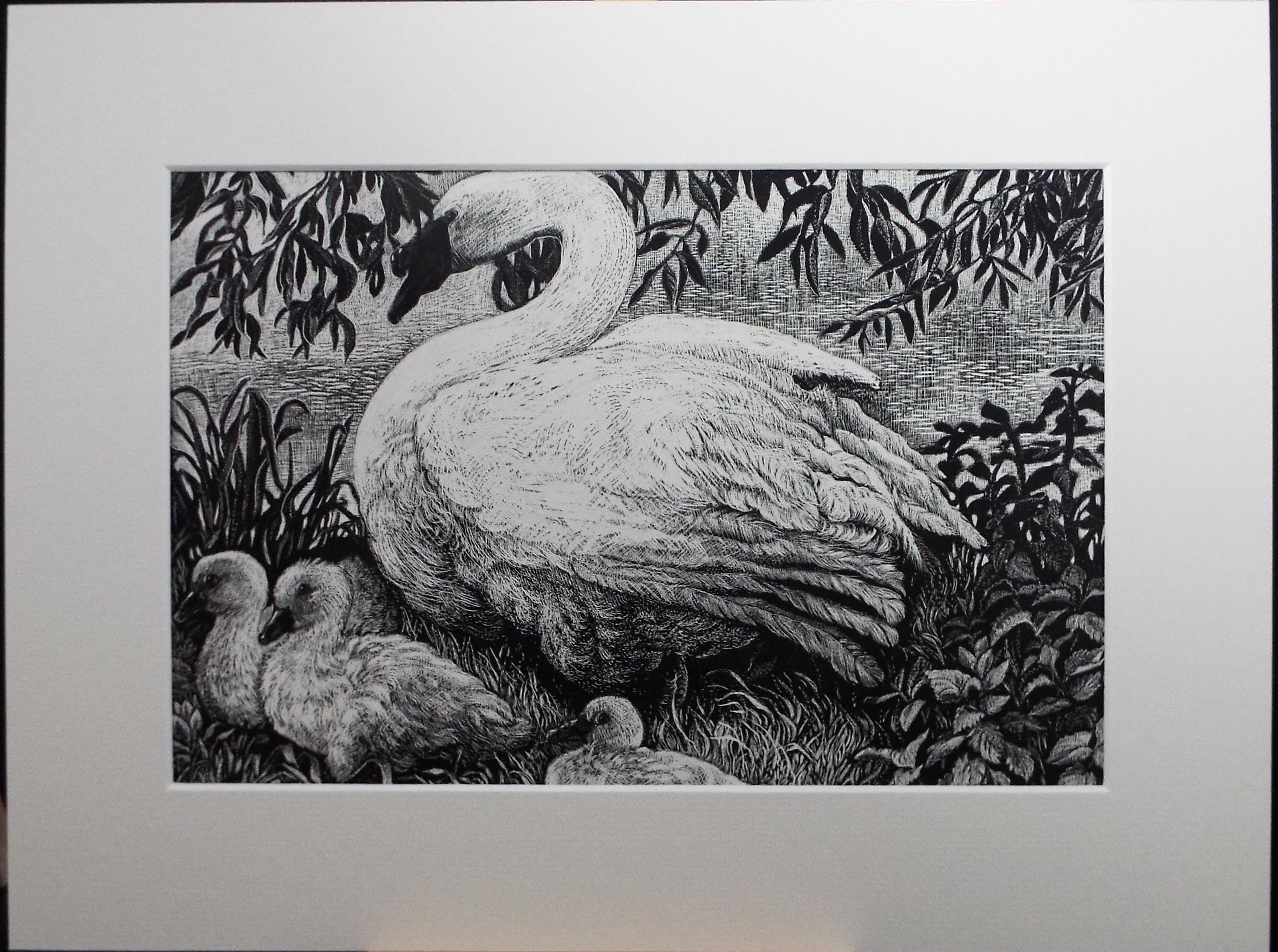 Original Scraperboard drawing, 'Mute Swan with Signets', Lorraine Abraham RSMA (1941-2023), Circa 1990's