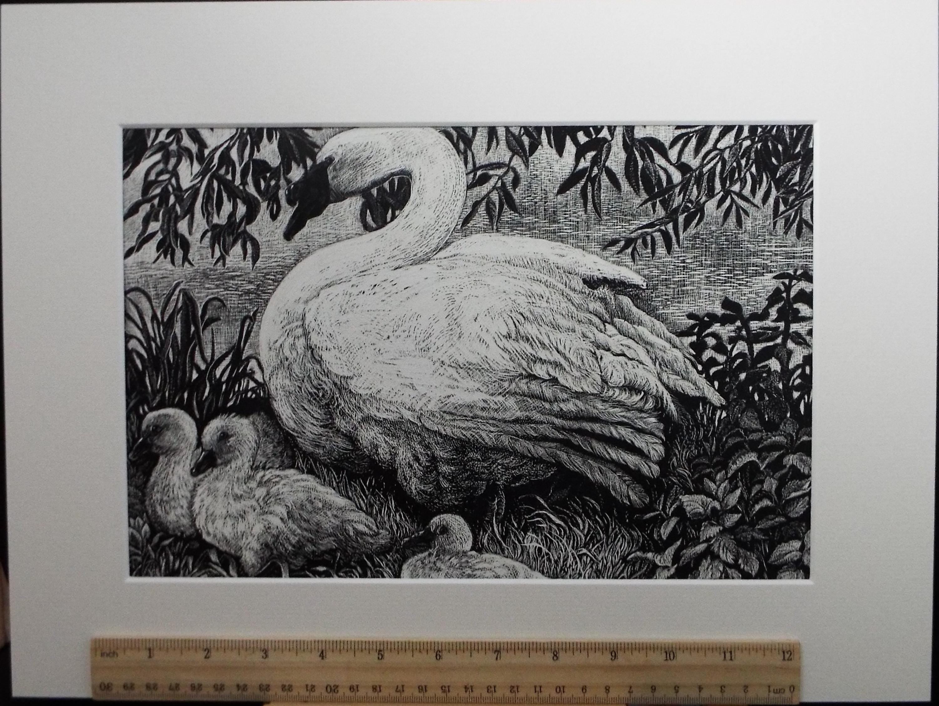 Original Scraperboard drawing, 'Mute Swan with Signets', Lorraine Abraham RSMA (1941-2023), Circa 1990's