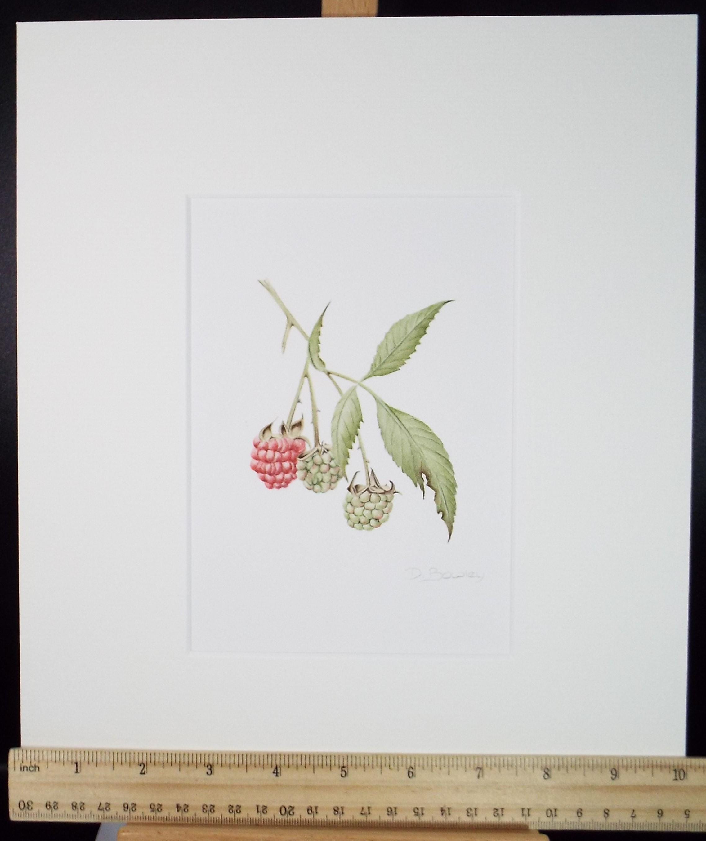 Original Watercolour, 'Raspberries', Circa 1990's, Diane Bowley (20th Century, British)