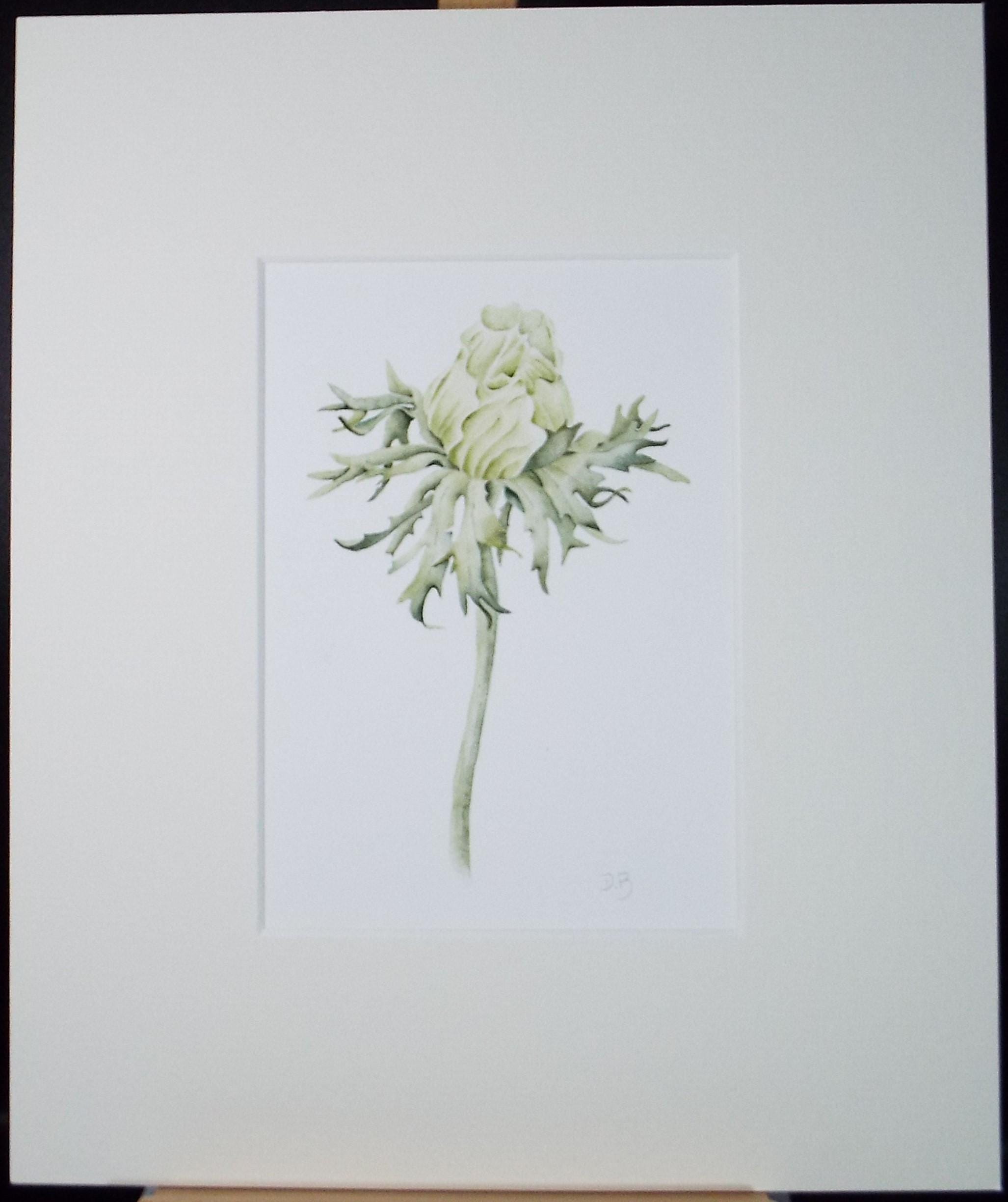 Original Watercolour, 'Flower Bud', Circa 1990's, Diane Bowley (20th Century, British)