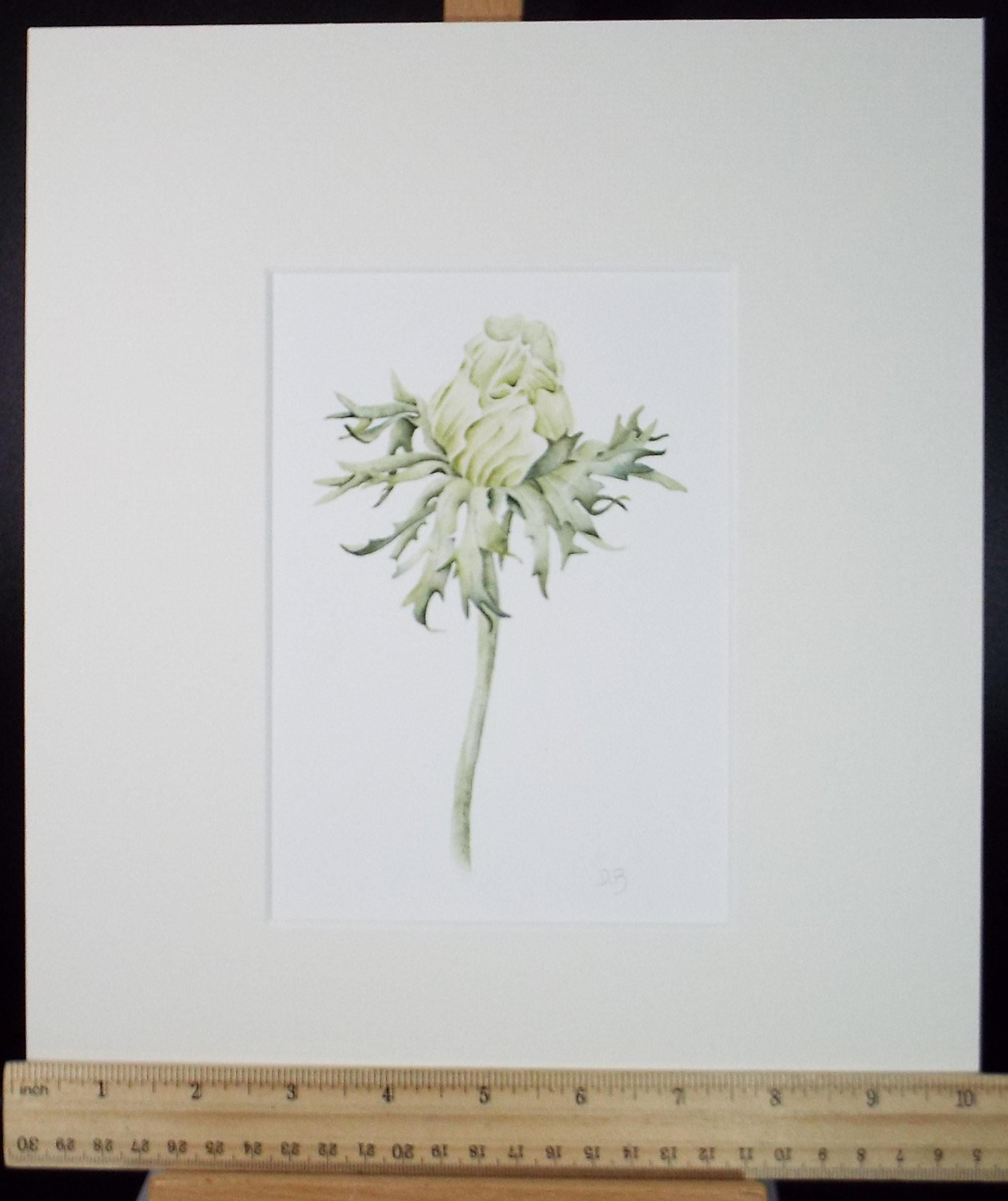 Original Watercolour, 'Flower Bud', Circa 1990's, Diane Bowley (20th Century, British)