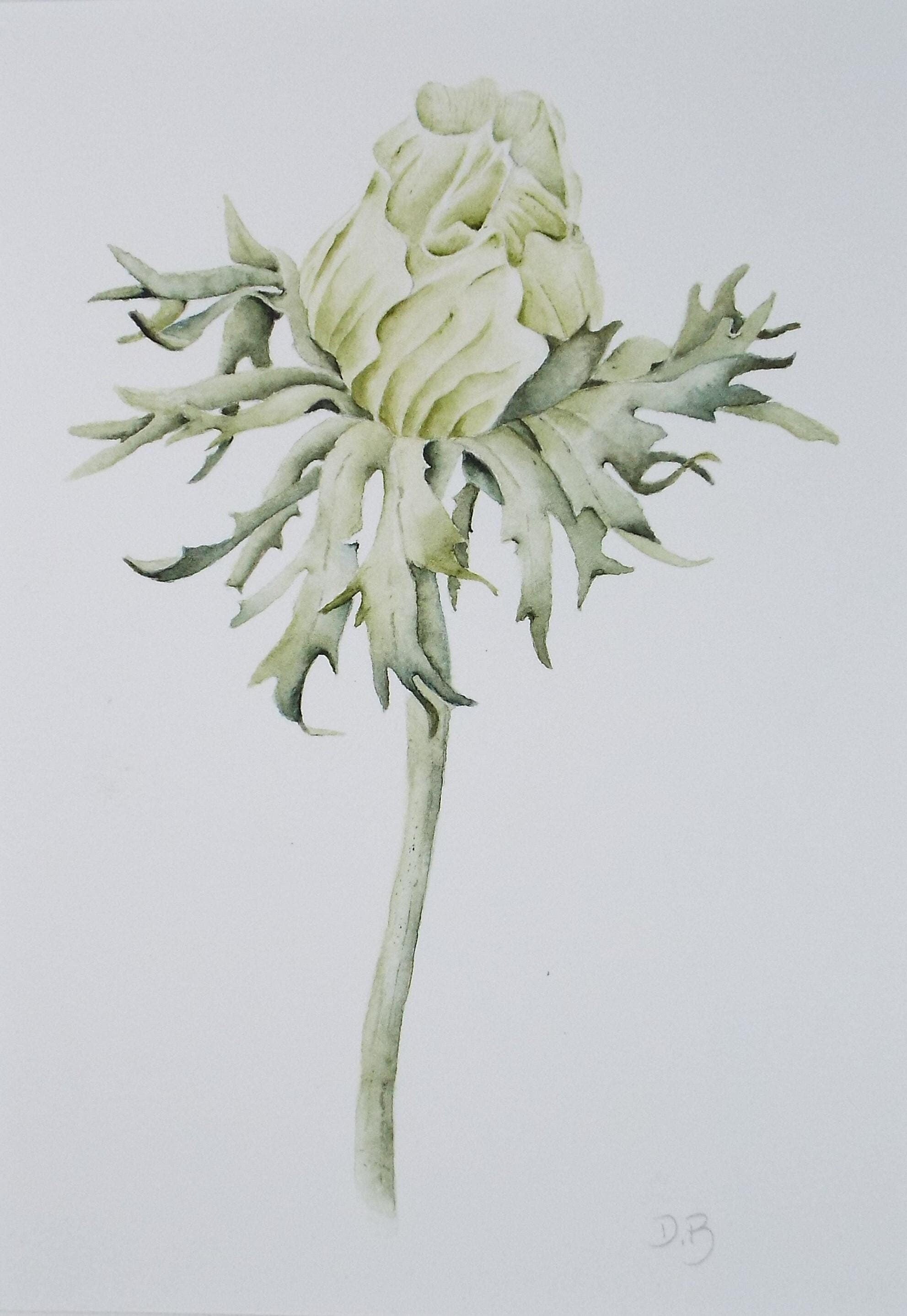 Original Watercolour, 'Flower Bud', Circa 1990's, Diane Bowley (20th Century, British)