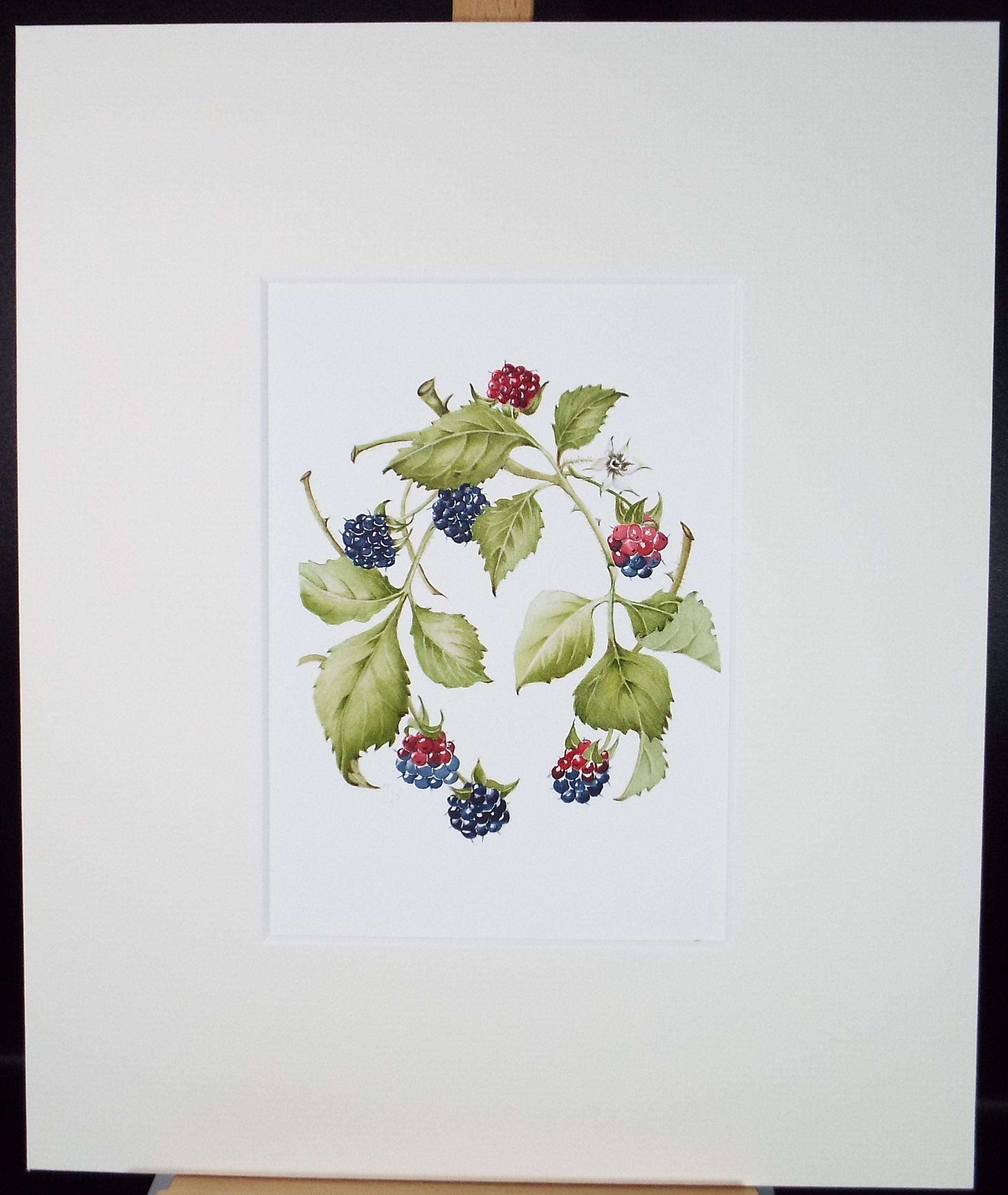 Original Watercolour, 'Blackberries', Circa 1990's, Diane Bowley (20th Century, British)