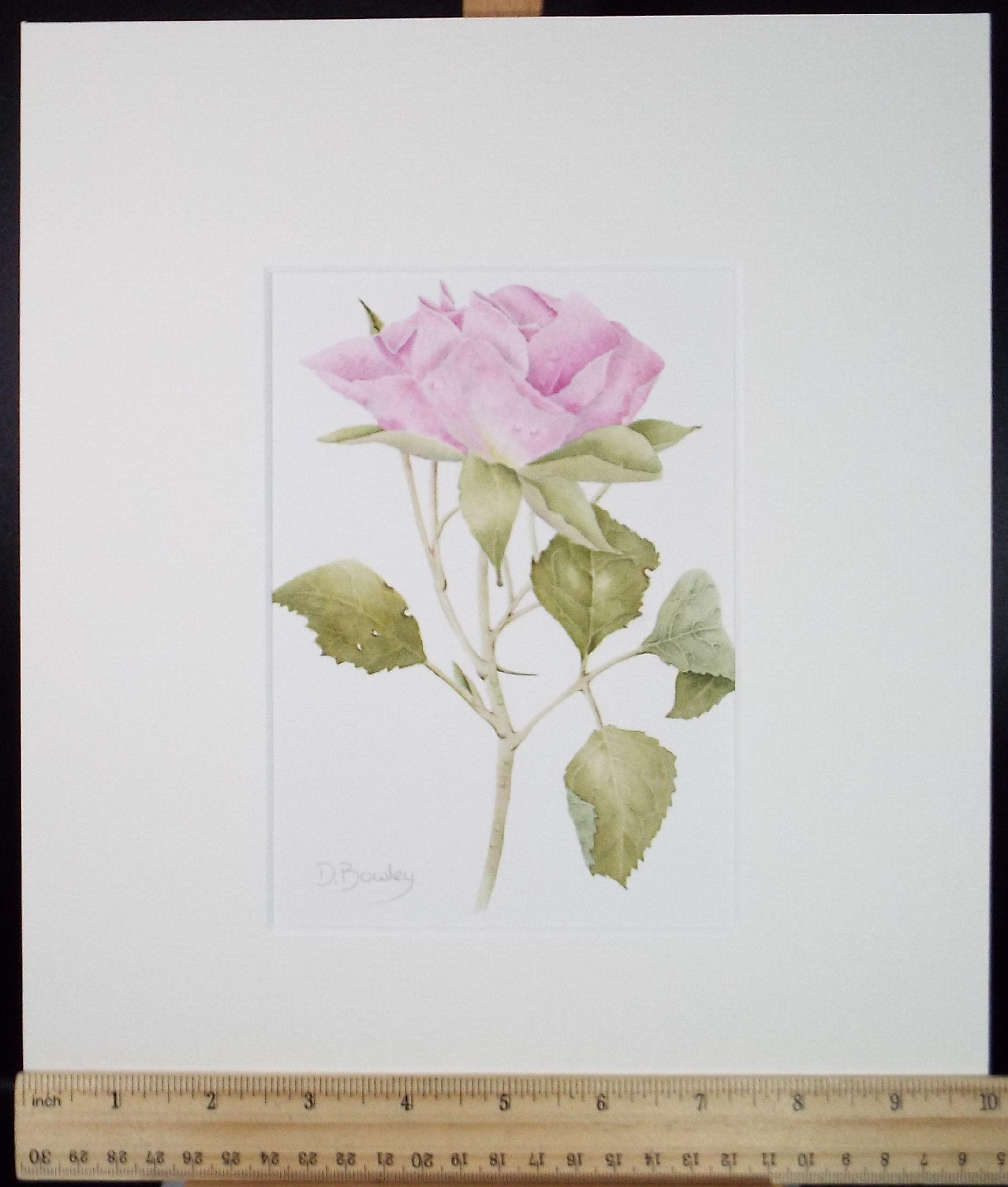 Original Watercolour, 'Pink Rose', Circa 1990's, Diane Bowley (20th Century, British)