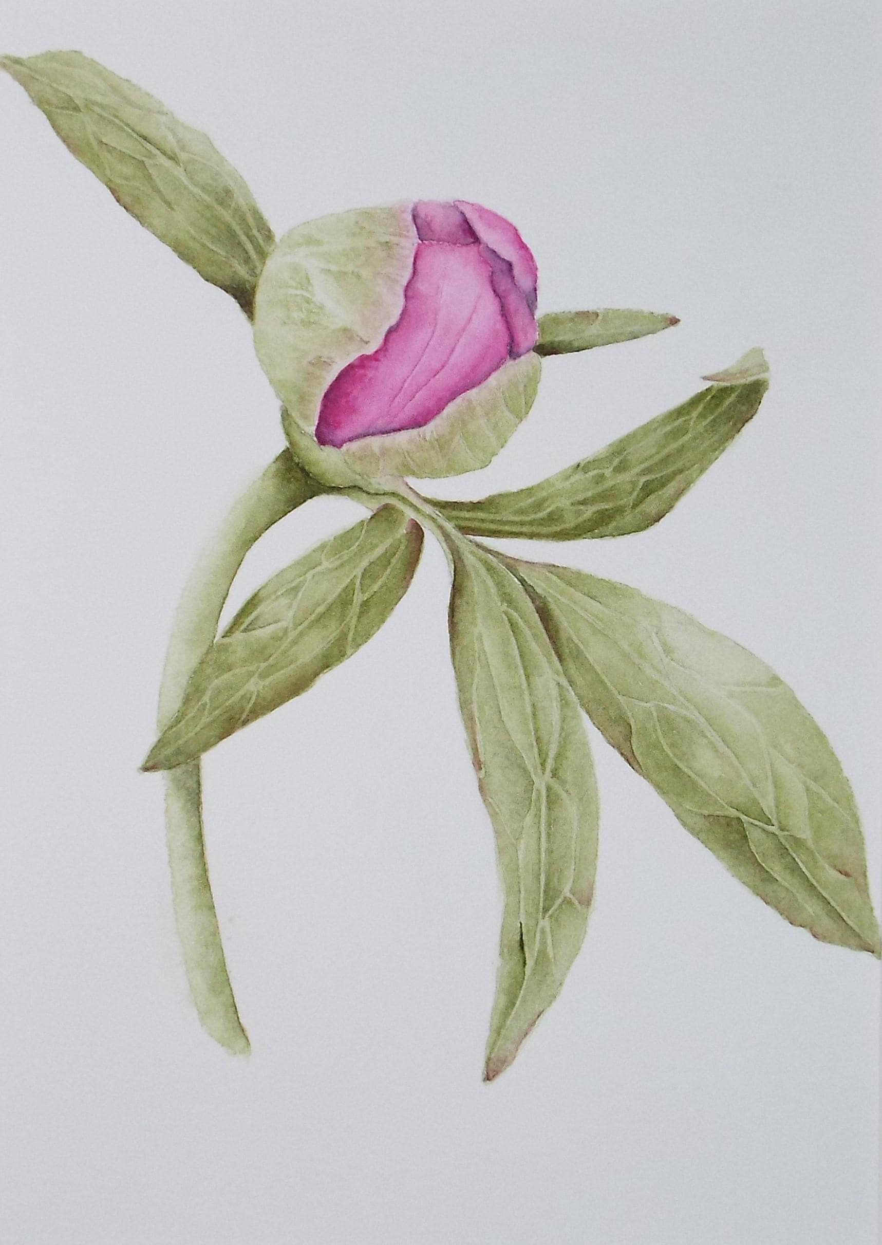 Original Watercolour, 'Peony Bud', Circa 1990's, Diane Bowley (20th Century, British)