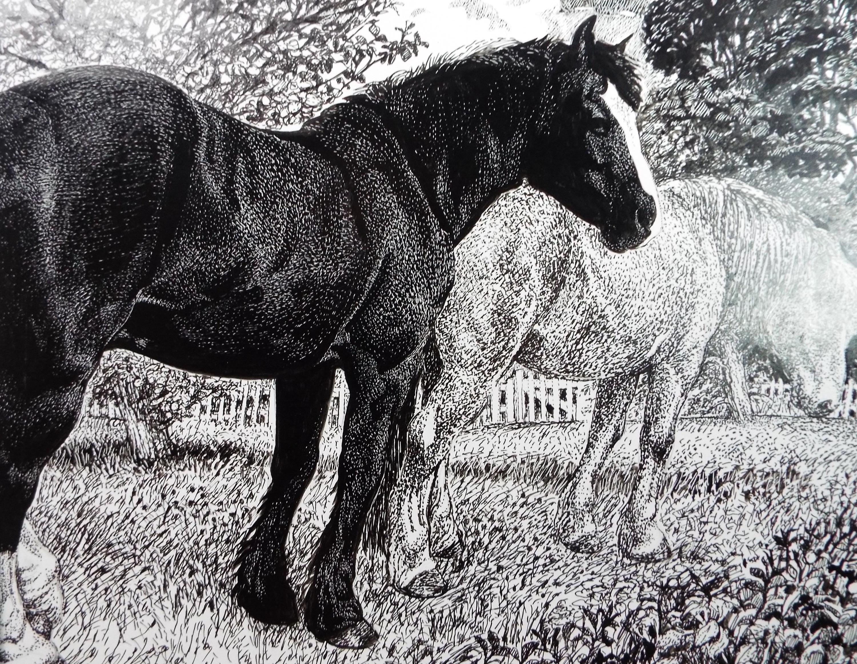 Original Scraperboard & ink drawing, 'Horses in the Paddock', Lorraine Abraham RSMA (1941-2023), Circa 1990's