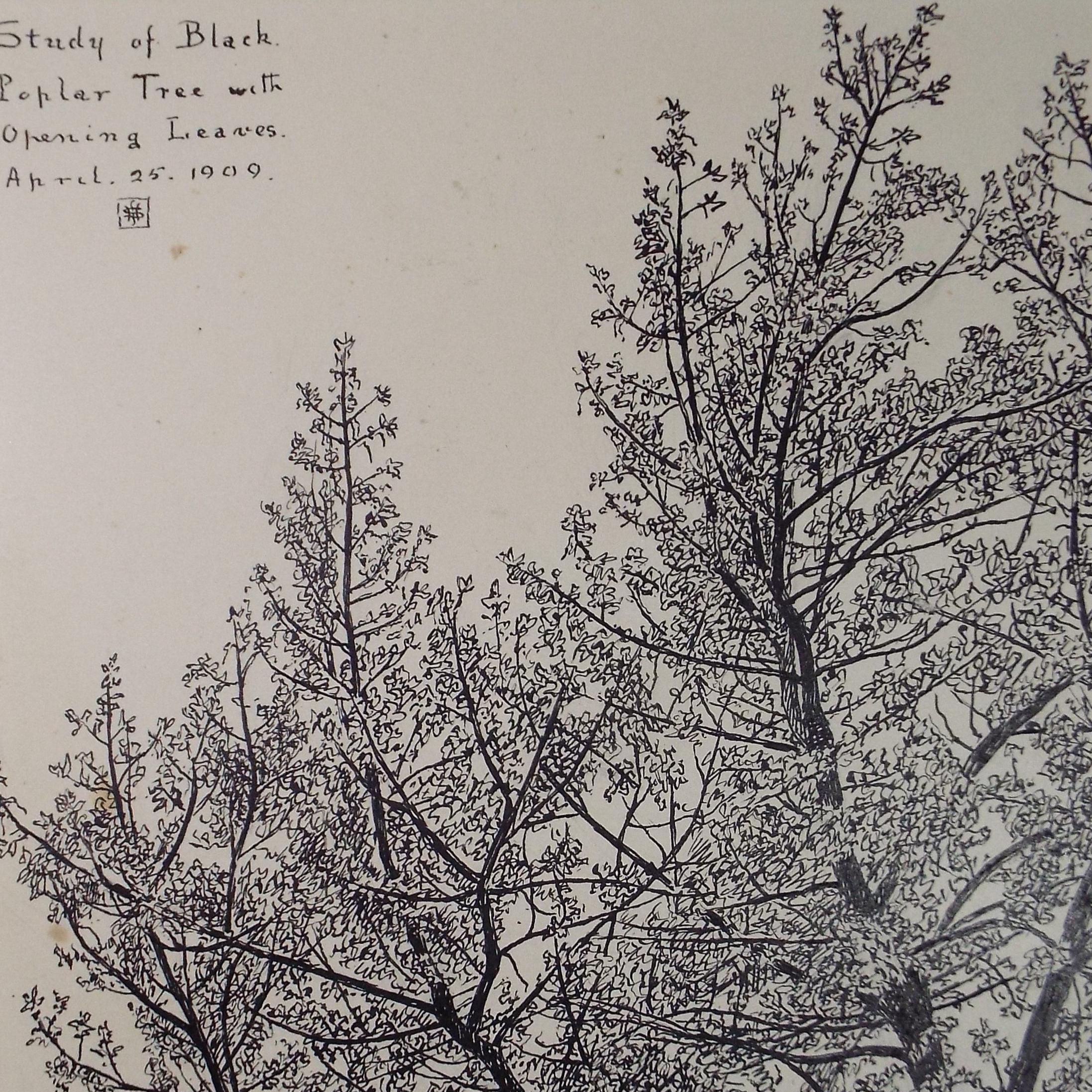 Original Pen & ink Sketch, 'Study of a black poplar', S A Southern, Dated 1909