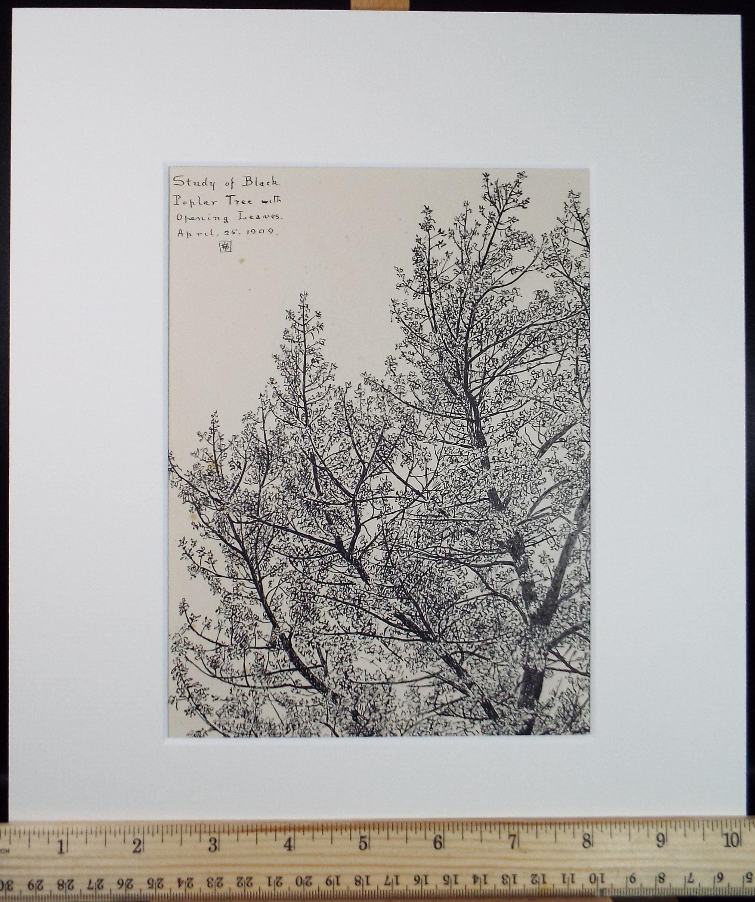 Original Pen & ink Sketch, 'Study of a black poplar', S A Southern, Dated 1909