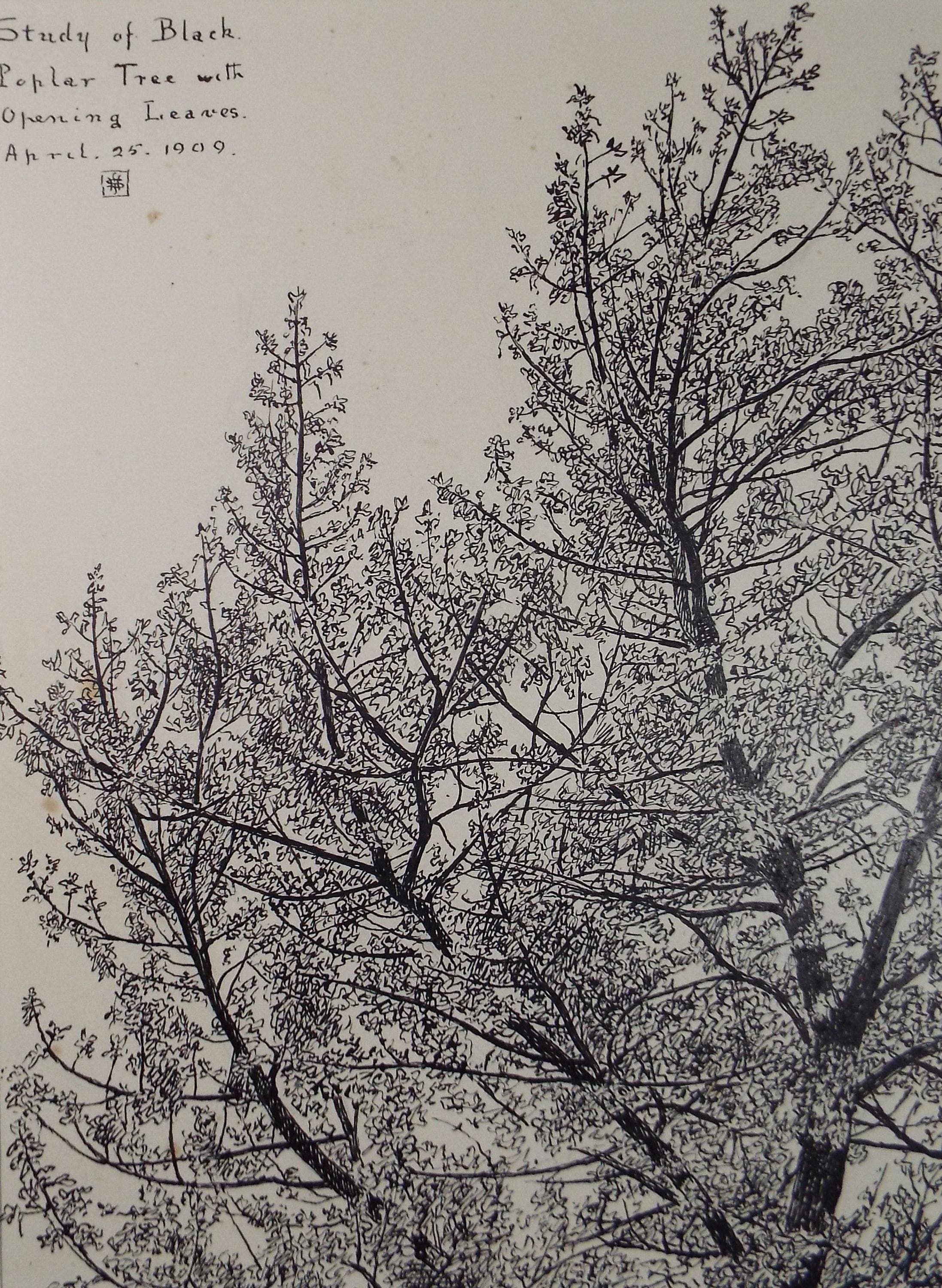 Original Pen & ink Sketch, 'Study of a black poplar', S A Southern, Dated 1909