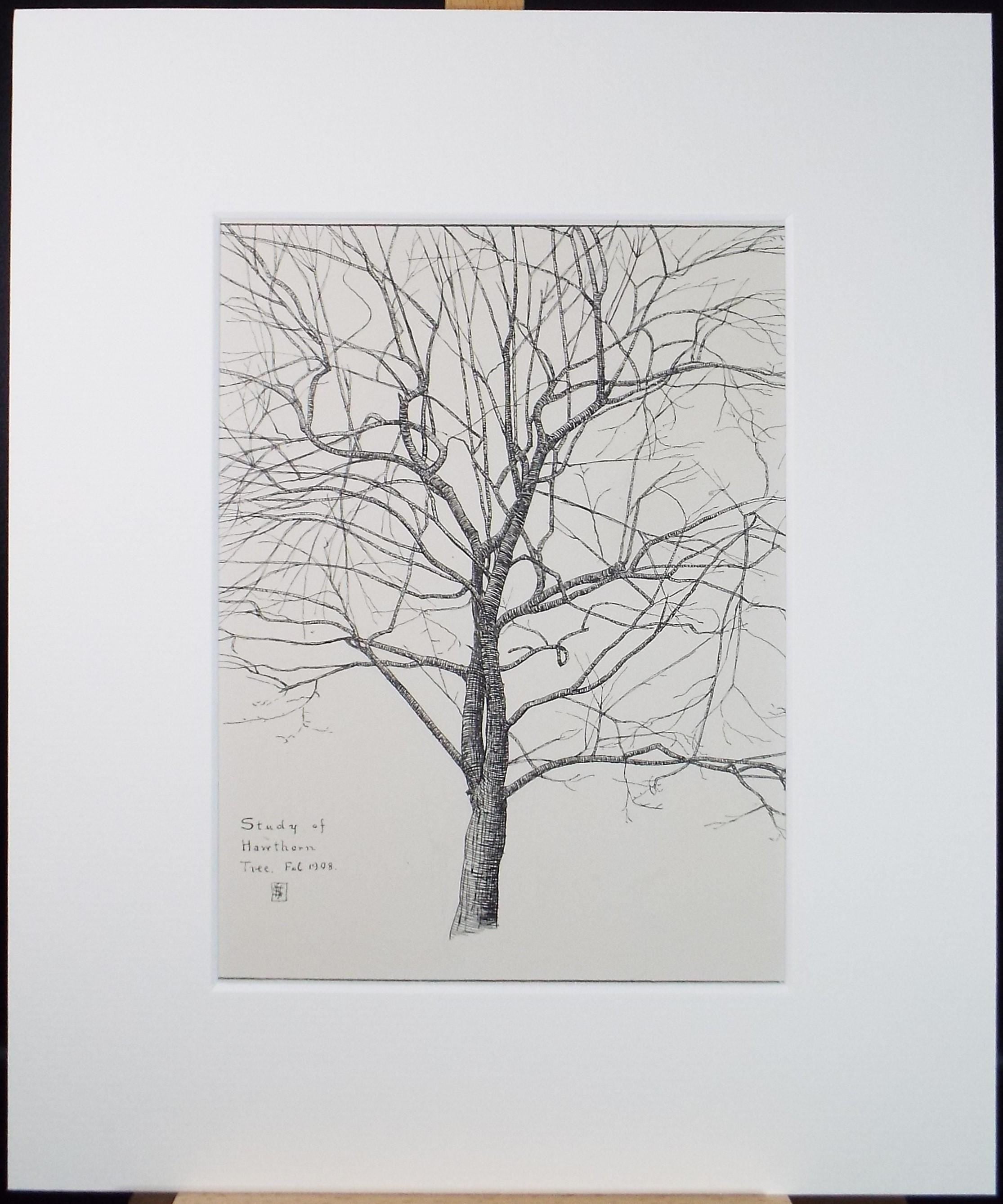 Original Pen & ink Sketch, 'Study of a Hawthorne tree', S A Southern, Dated 1909