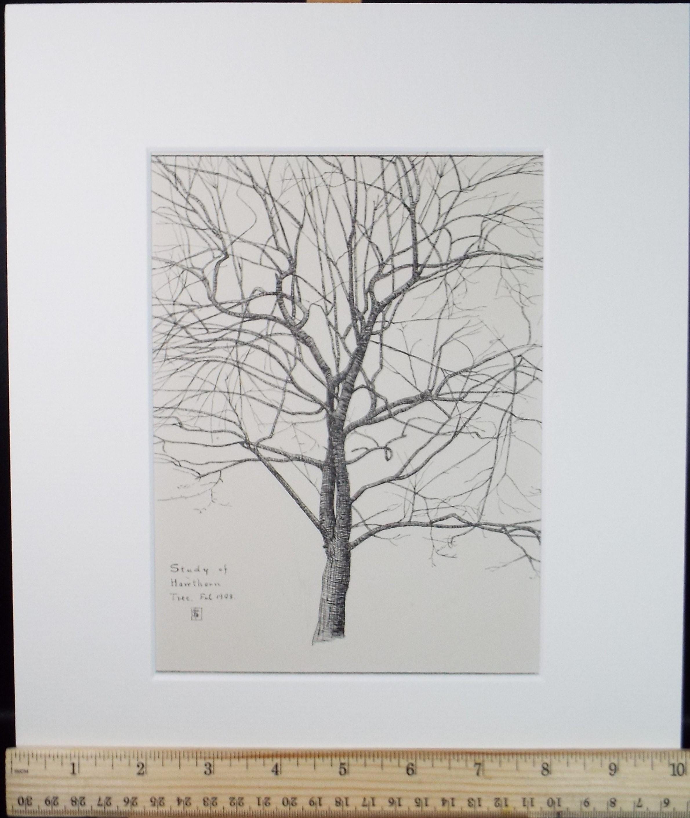Original Pen & ink Sketch, 'Study of a Hawthorne tree', S A Southern, Dated 1909