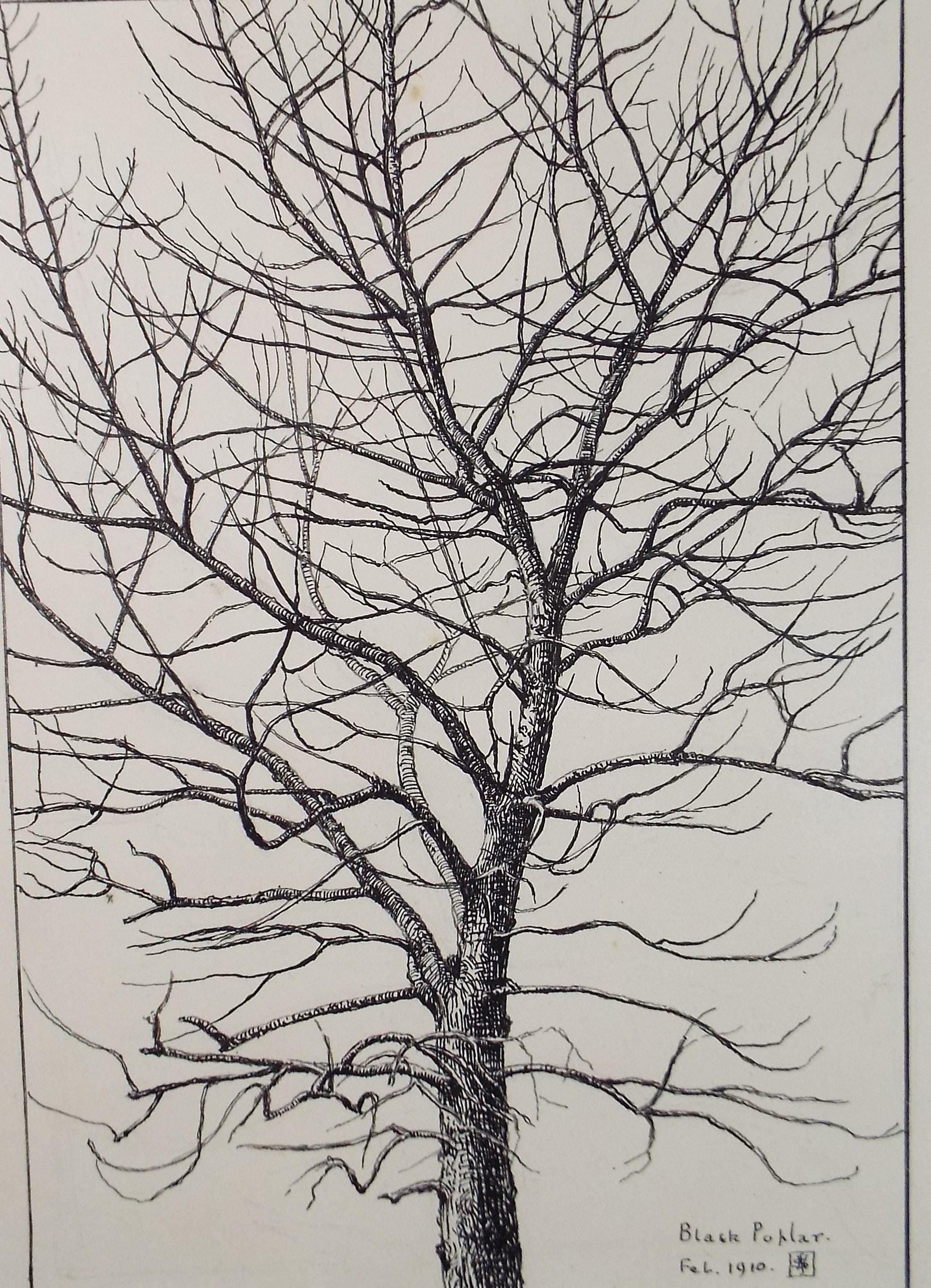 Original Pen & ink Sketch, 'Black Poplar', S A Southern, Dated 1910