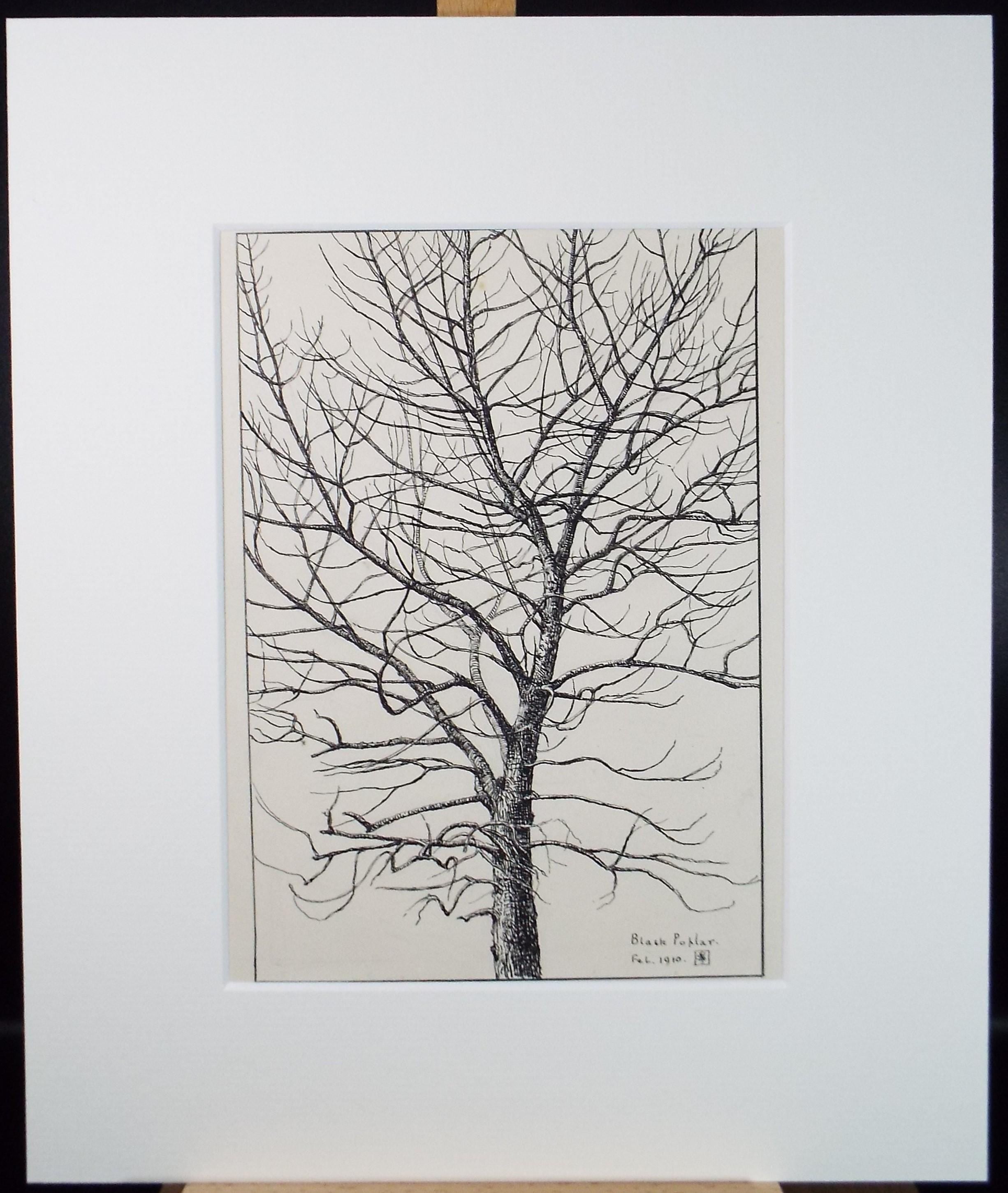 Original Pen & ink Sketch, 'Black Poplar', S A Southern, Dated 1910