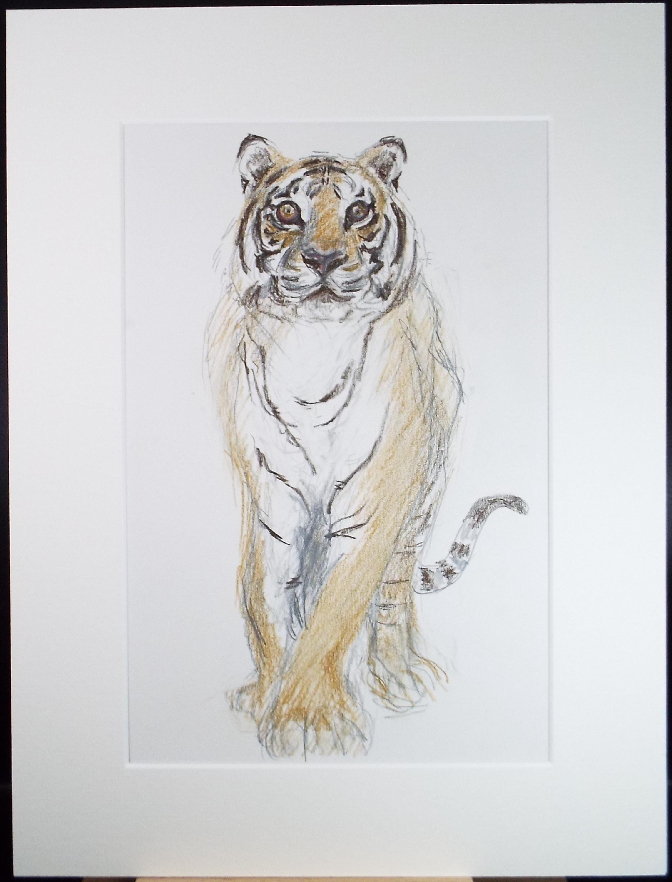 Pencil drawing 'Tiger', Pauline Plummer (b1933), Circa 1990's