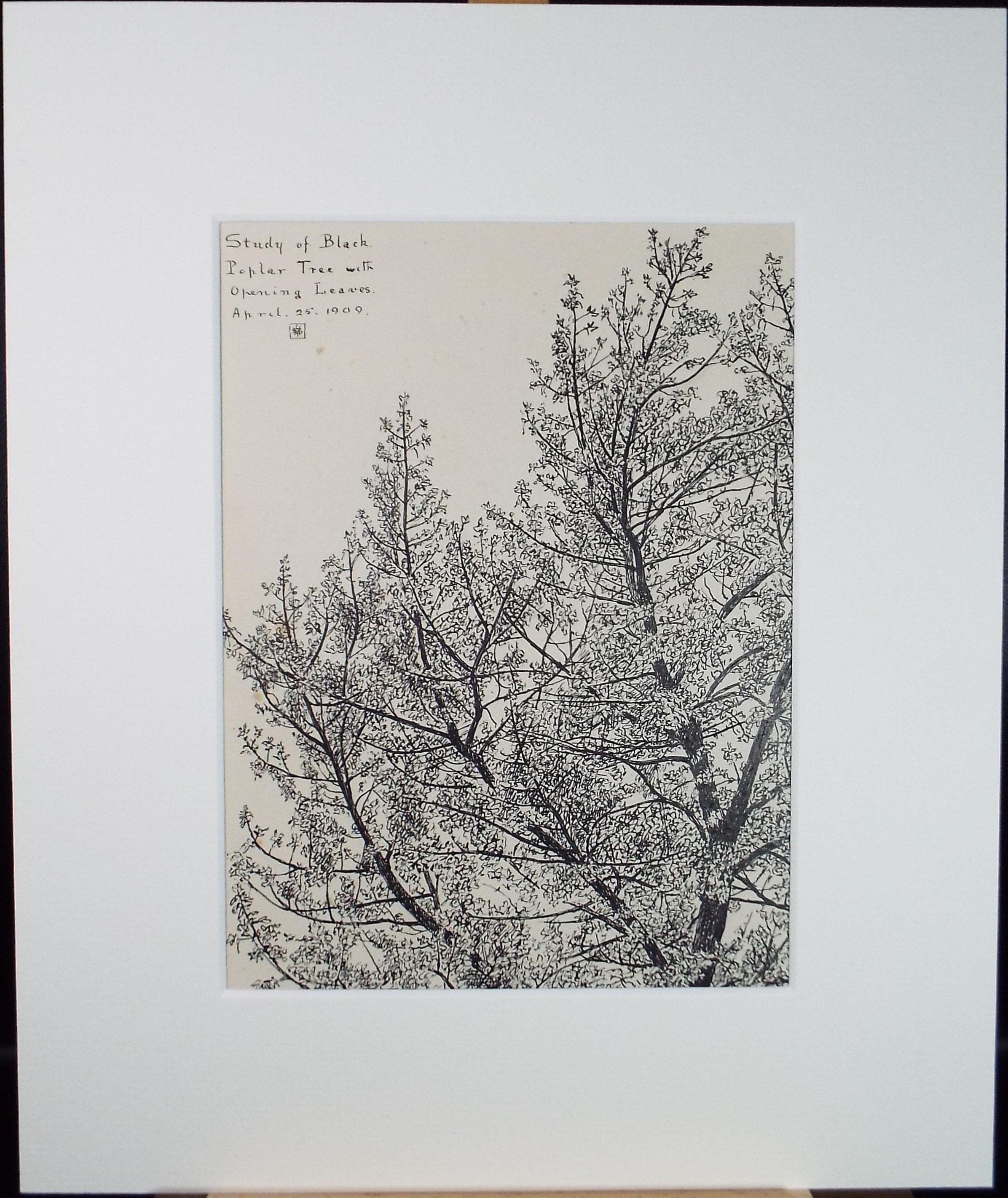Original Pen & ink Sketch, 'Study of a black poplar', S A Southern, Dated 1909