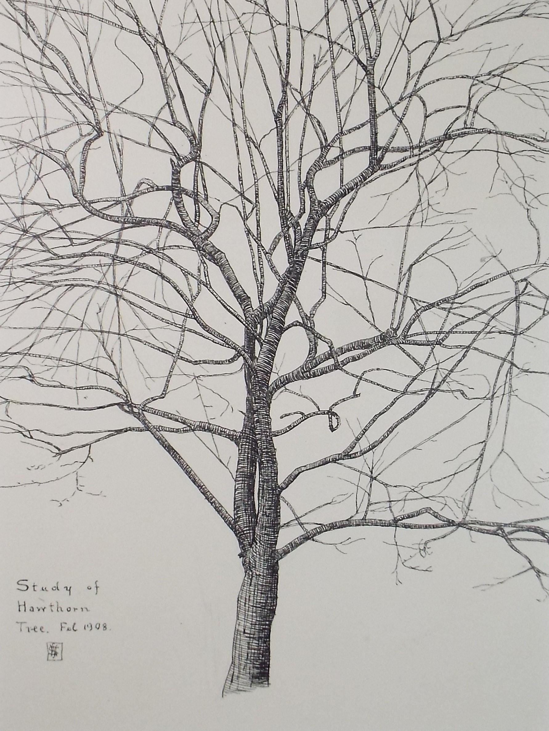 Original Pen & ink Sketch, 'Study of a Hawthorne tree', S A Southern, Dated 1909