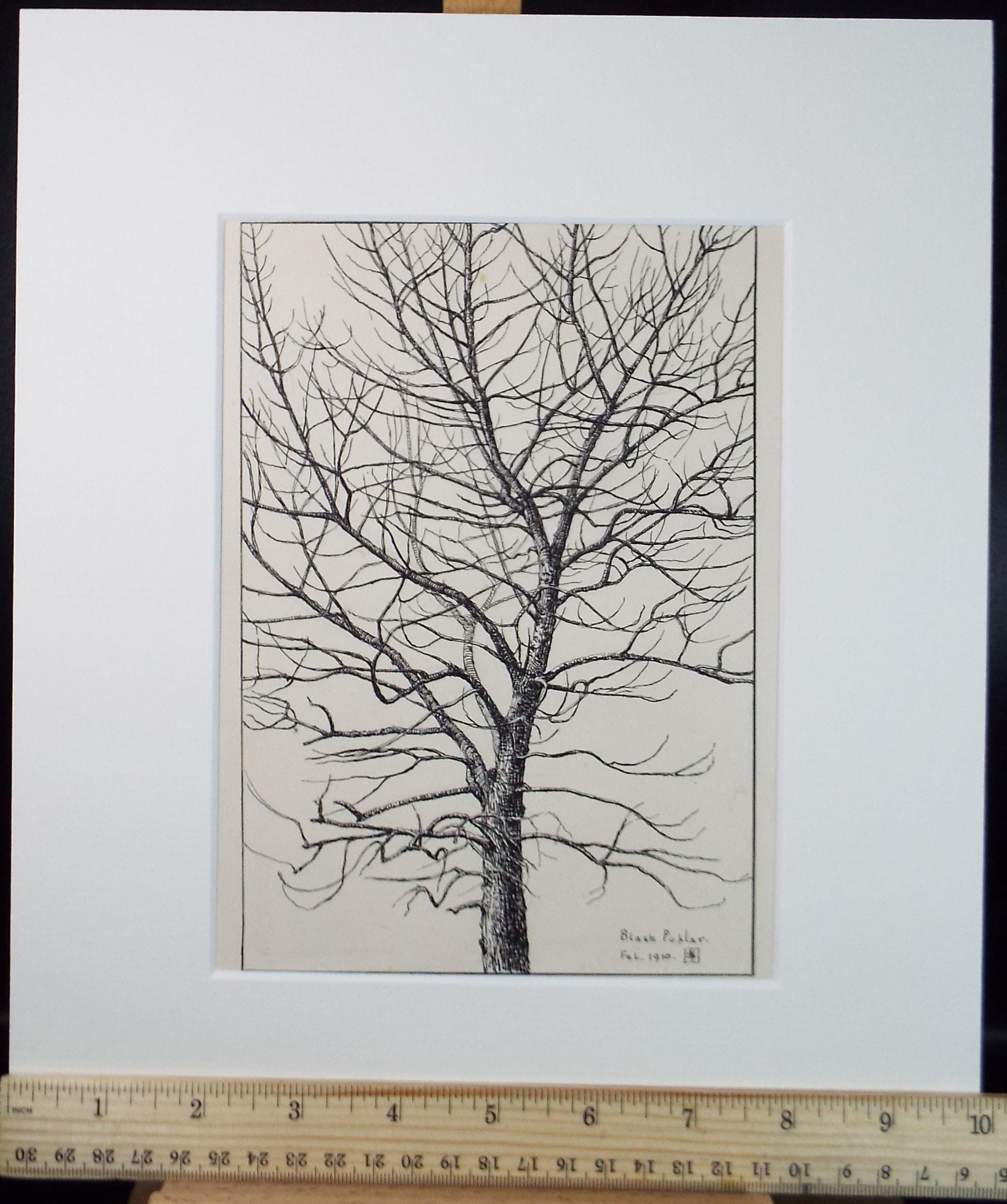 Original Pen & ink Sketch, 'Black Poplar', S A Southern, Dated 1910