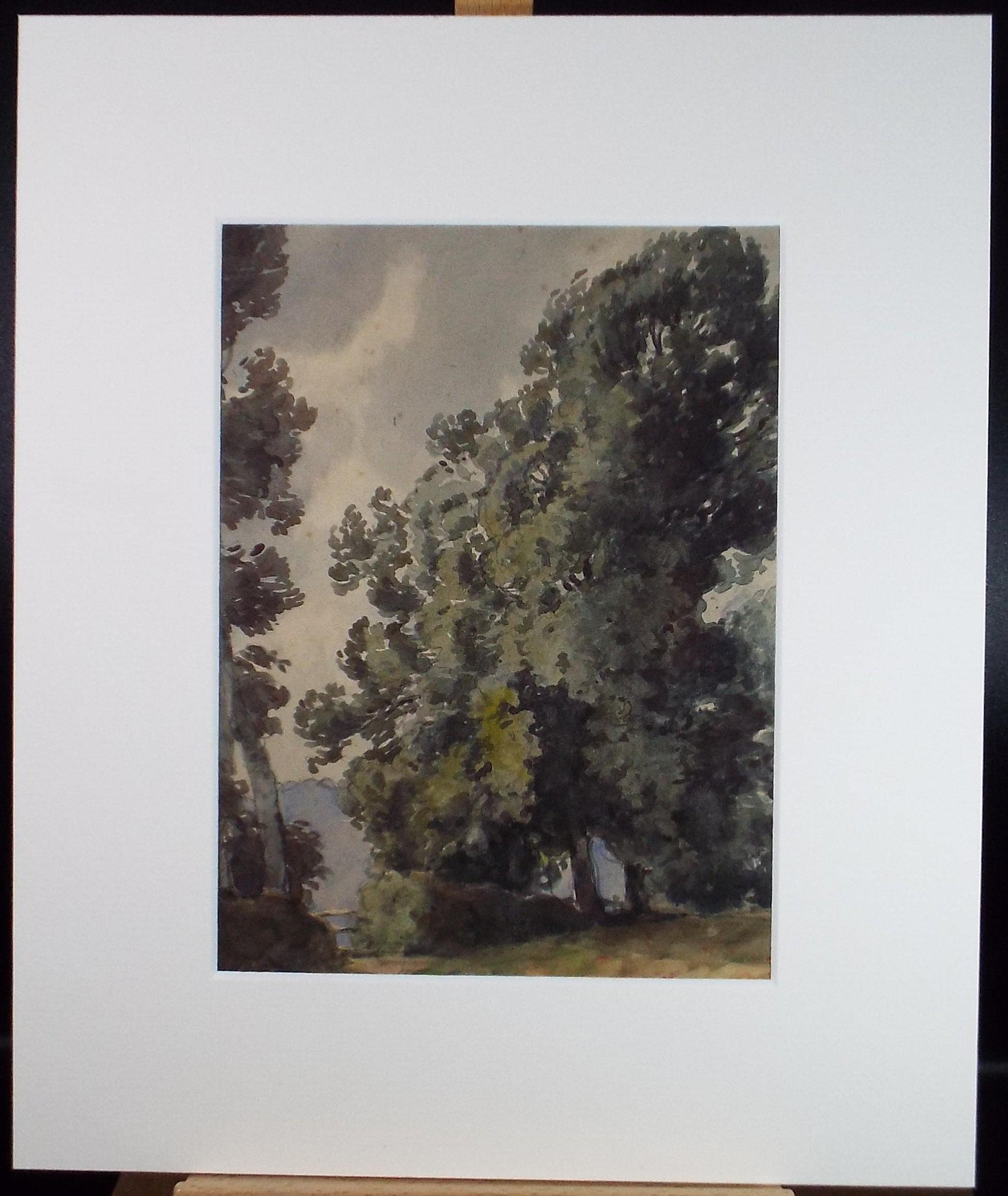 Original Watercolour,'Study of an Ash Tree',H Draper, Dated 1909