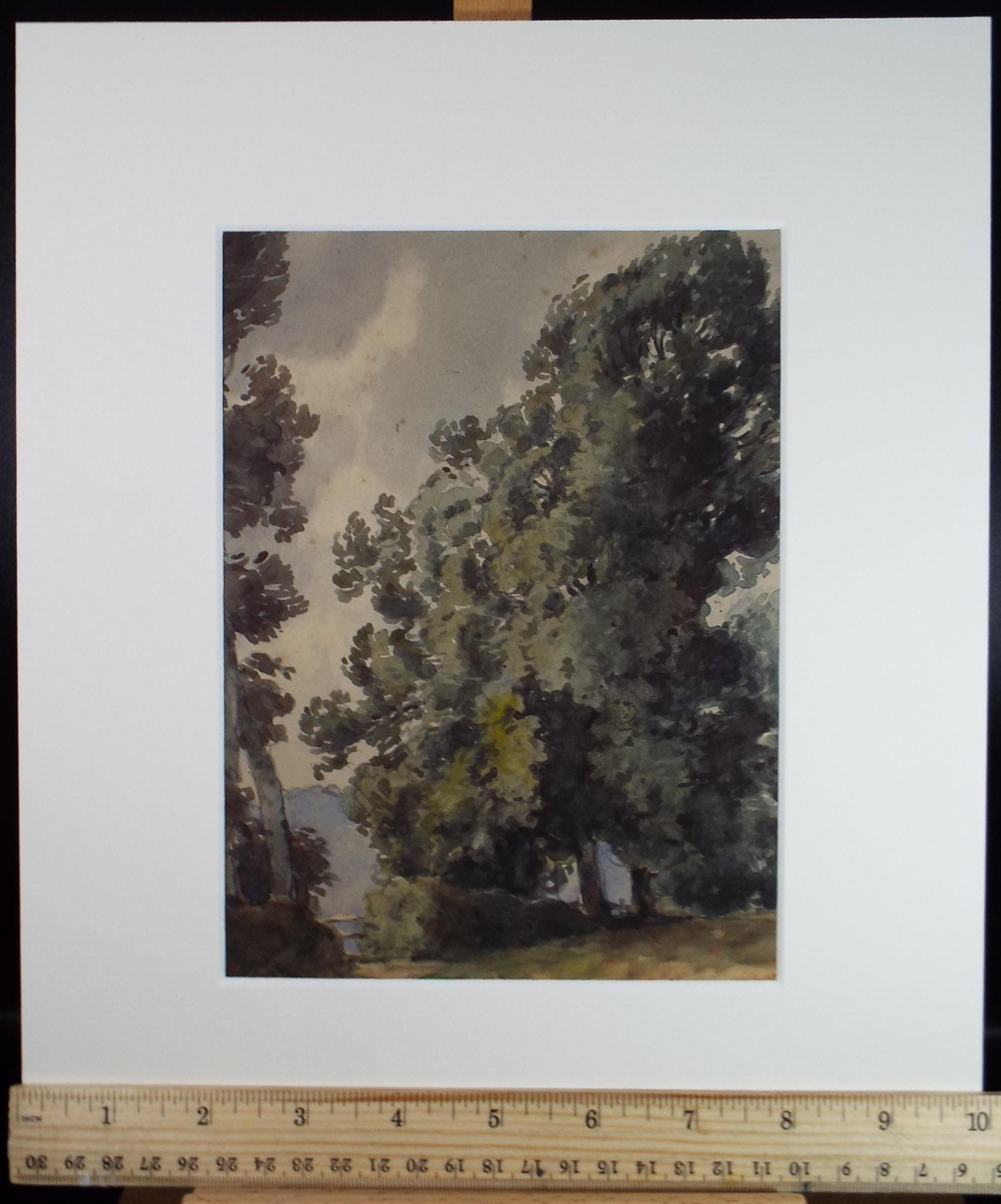 Original Watercolour,'Study of an Ash Tree',H Draper, Dated 1909