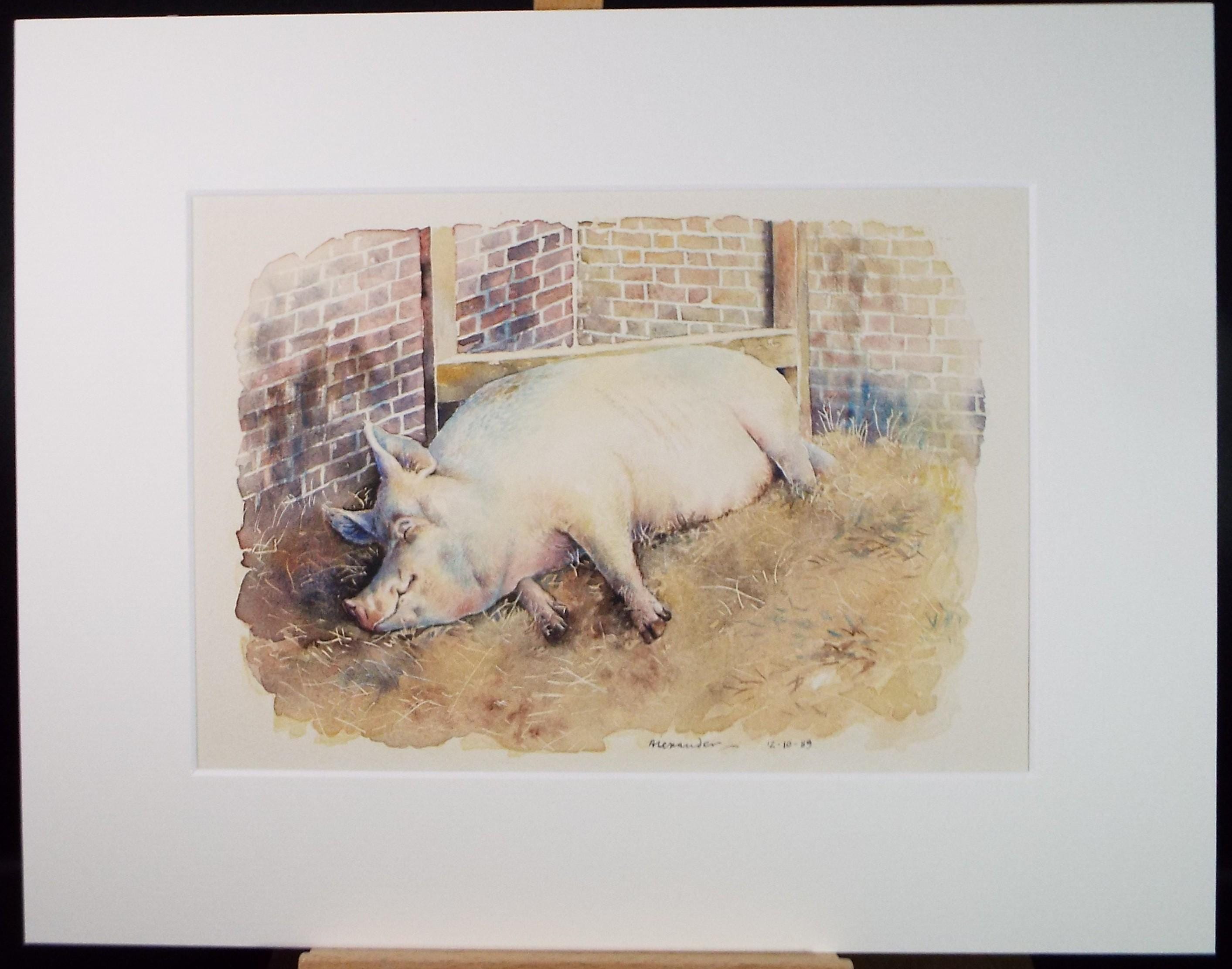 Original Watercolour ,'Sleeping Sow', Signed Alexander, Dated 1989