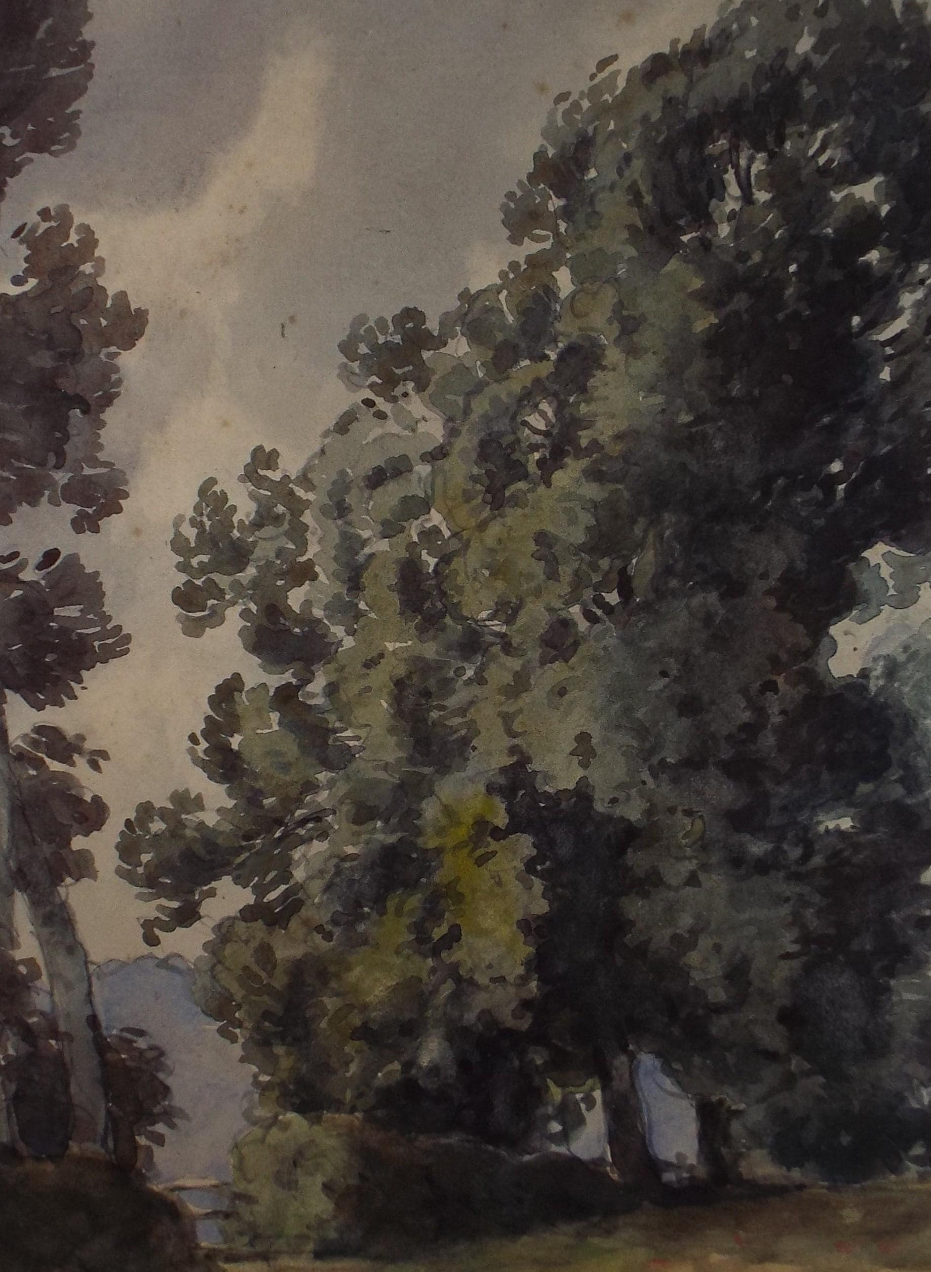 Original Watercolour,'Study of an Ash Tree',H Draper, Dated 1909